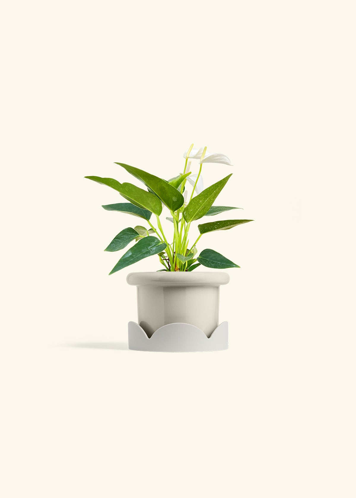 Anthurium White Flamingo in a 4 inches Fat Lip Oat Planter in a Oat Petal Drip Tray