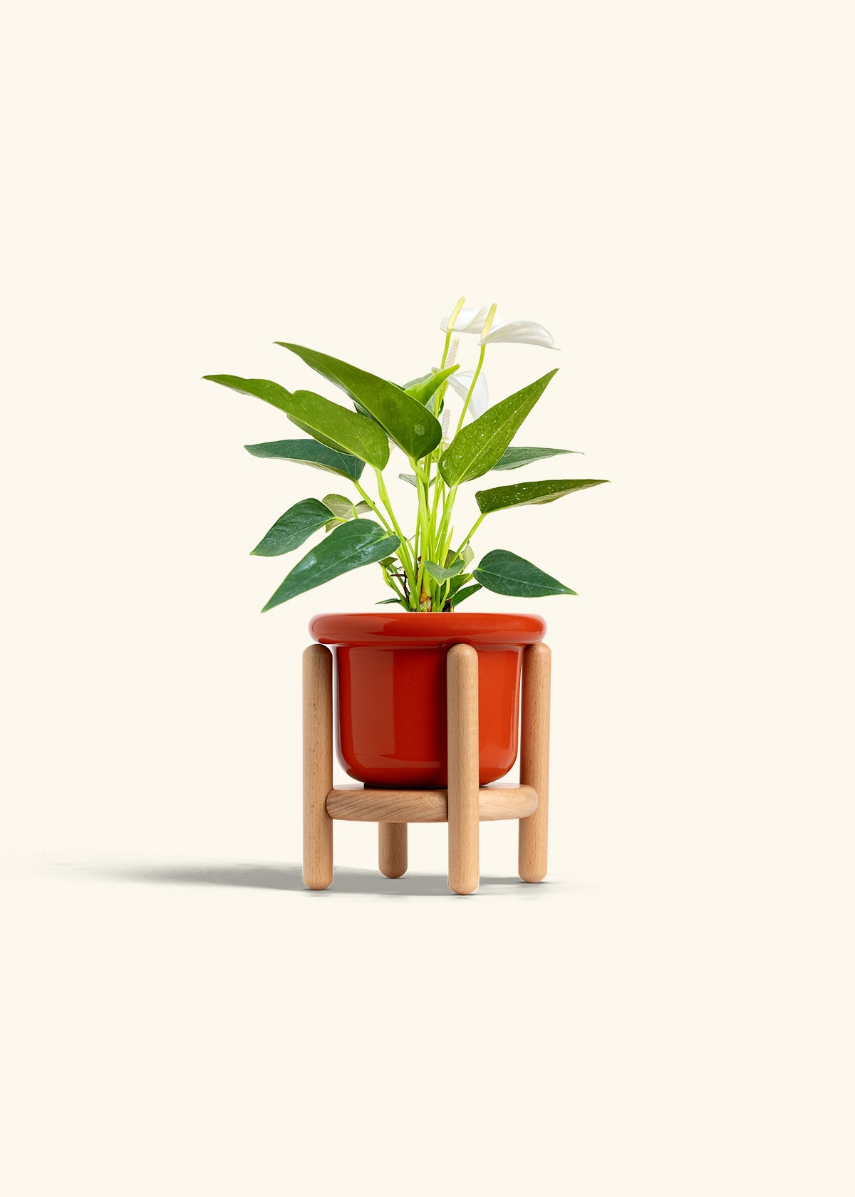Anthurium White Flamingo in a 4 inches Fat Lip Red Planter in a Beech Wood Stand
