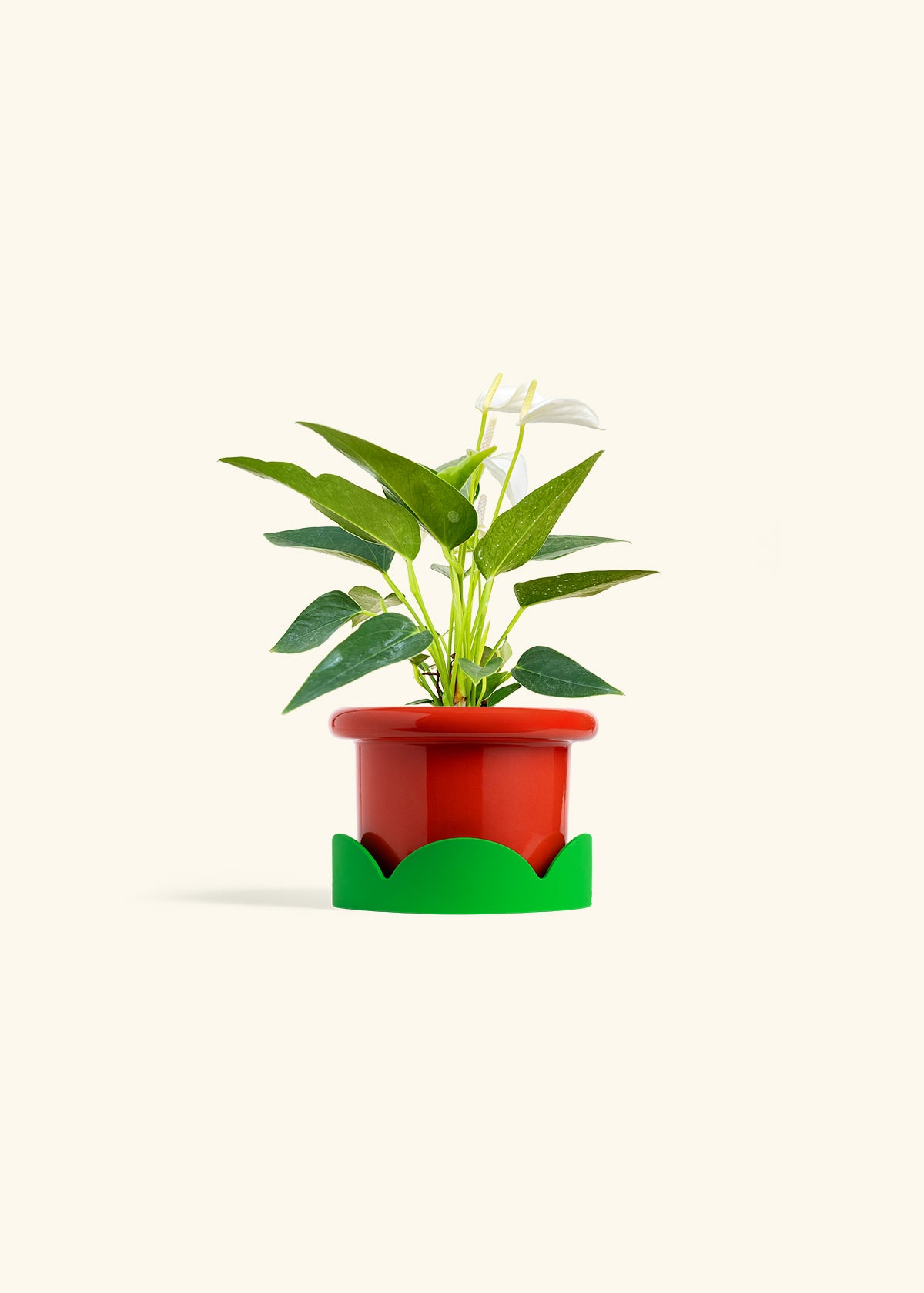Anthurium White Flamingo in a 4 inches Fat Lip Red Planter in a Shamrock Petal Drip Tray