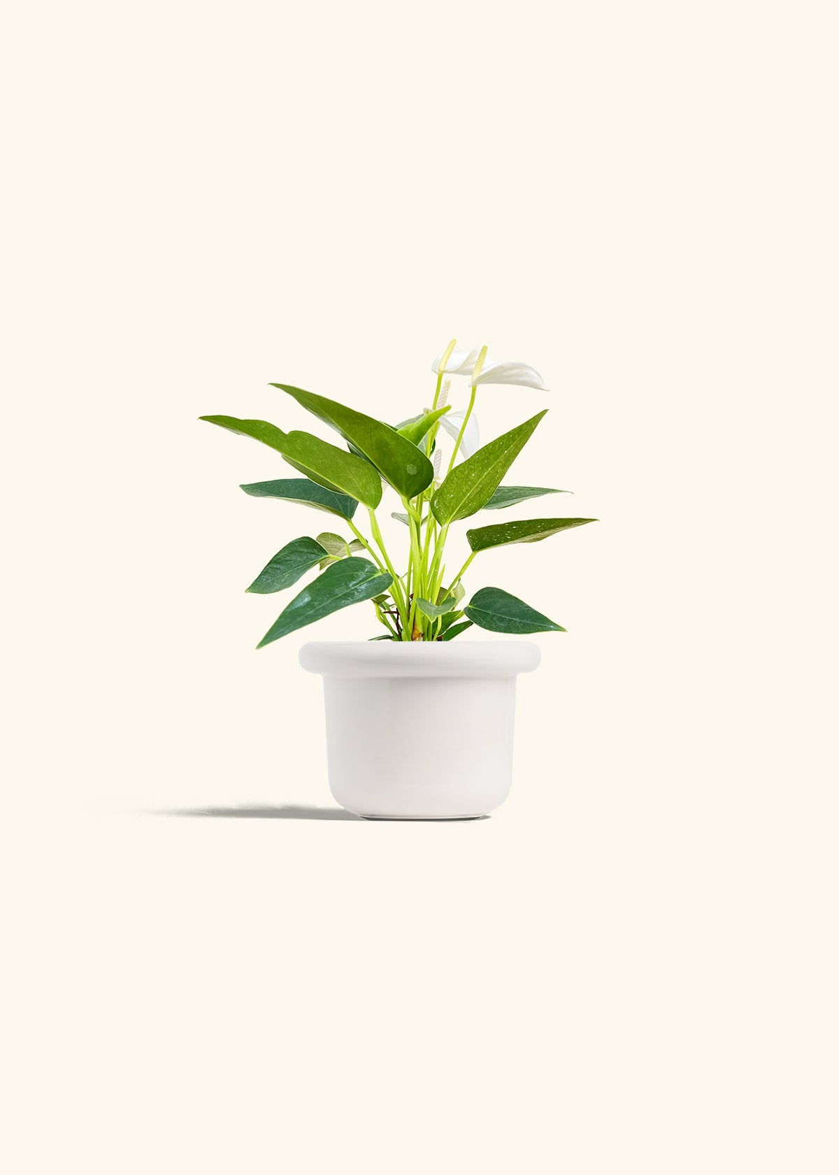 Anthurium White Flamingo in a 4 inches Fat Lip White Planter