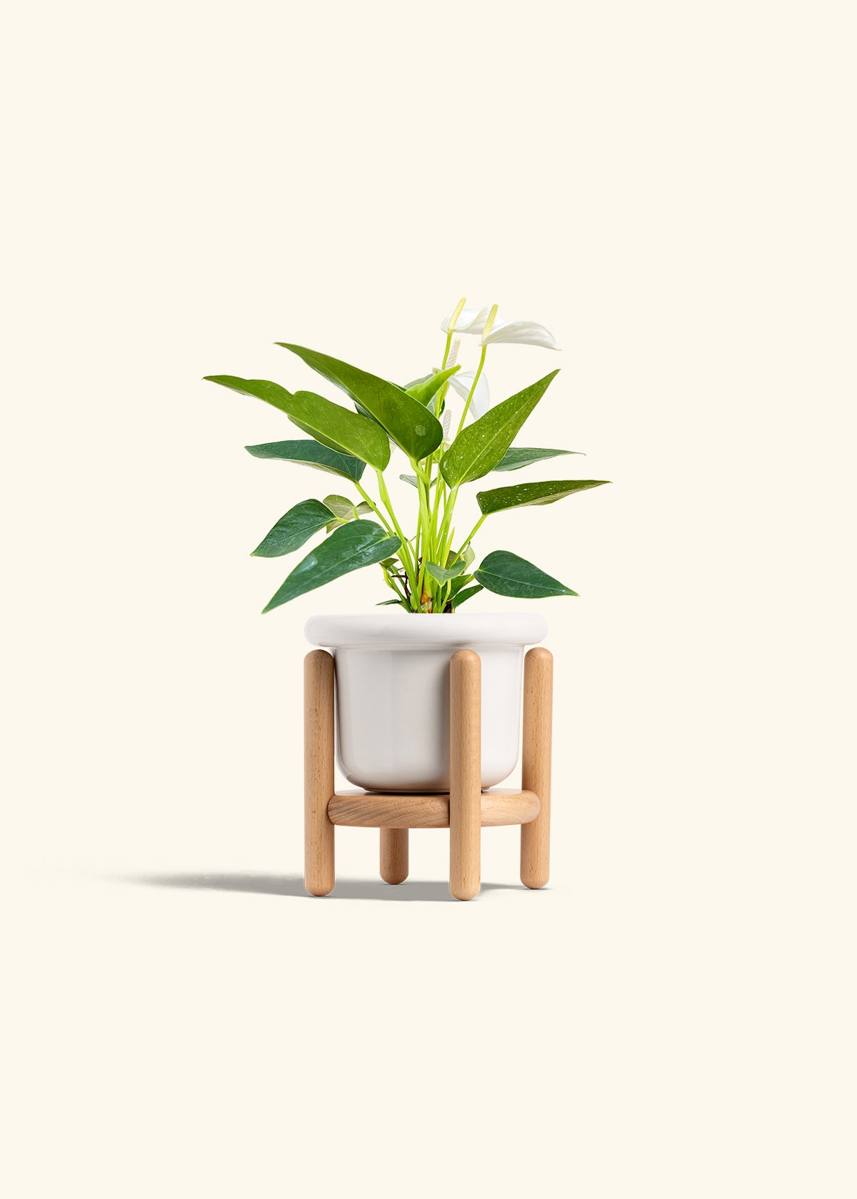 Anthurium White Flamingo in a 4 inches Fat Lip White Planter in a Beech Wood Stand