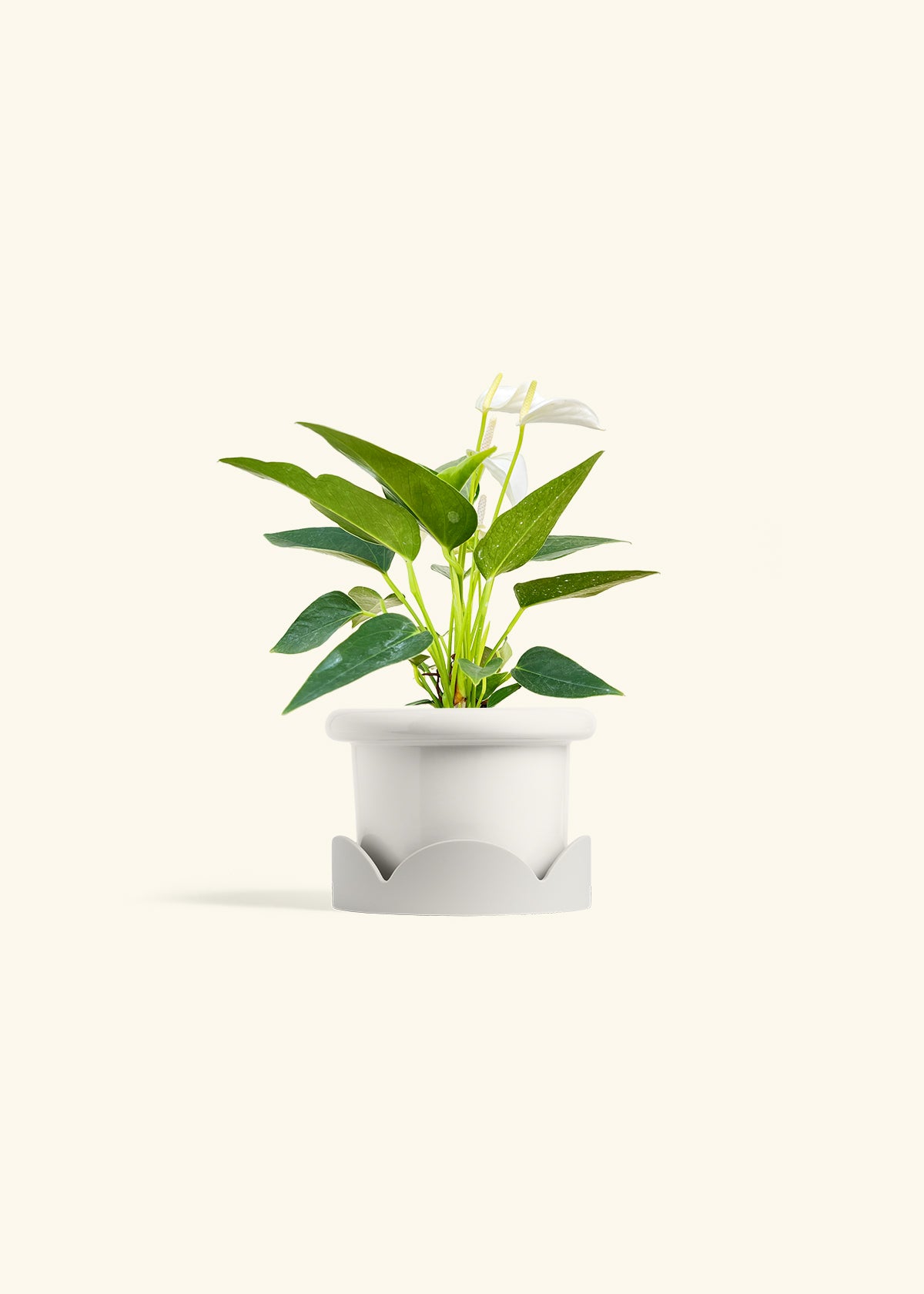 Anthurium White Flamingo in a 4 inches Fat Lip White Planter in a Oat Petal Drip Tray