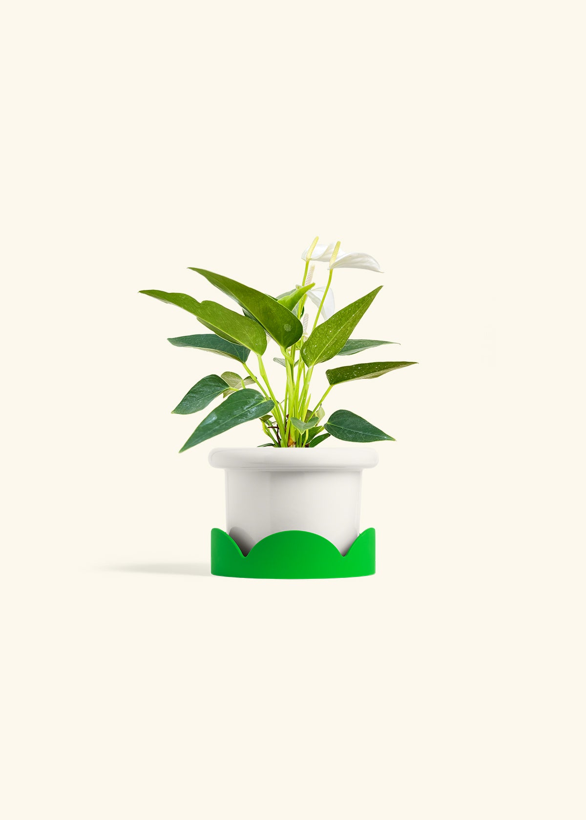 Anthurium White Flamingo in a 4 inches Fat Lip White Planter in a Shamrock Petal Drip Tray