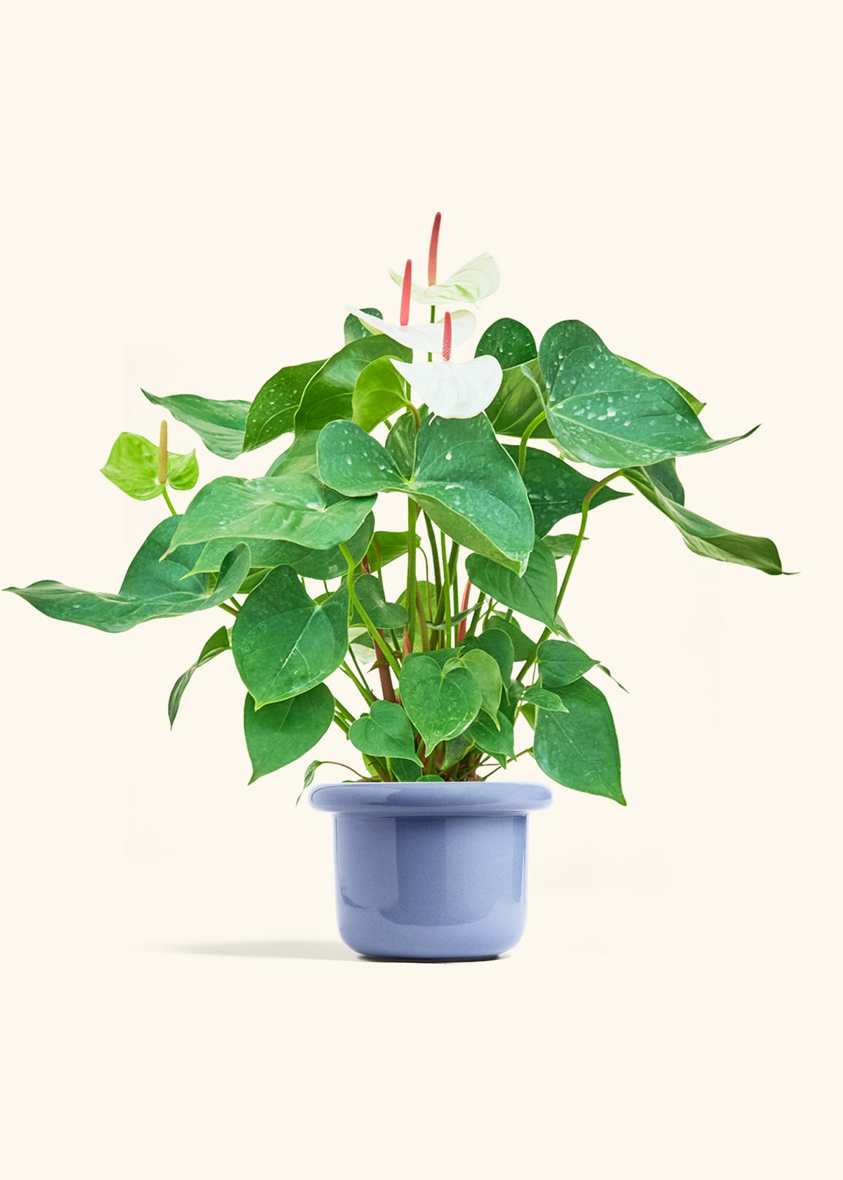 Anthurium White Flamingo in a 6 inches Fat Lip Blue Planter