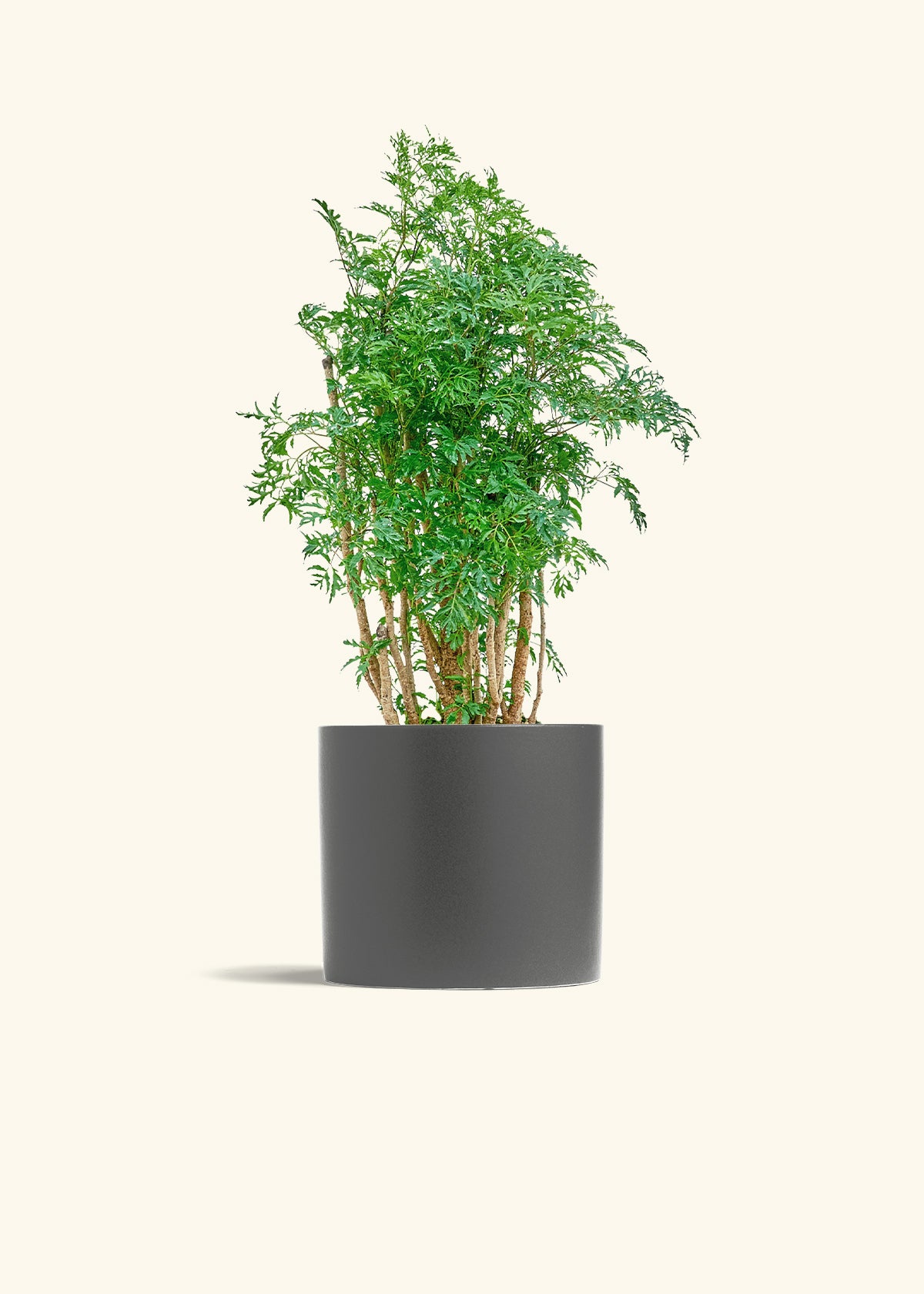 Ming Aralia in a 6 inches Charcoal Classic Cylinder Planter