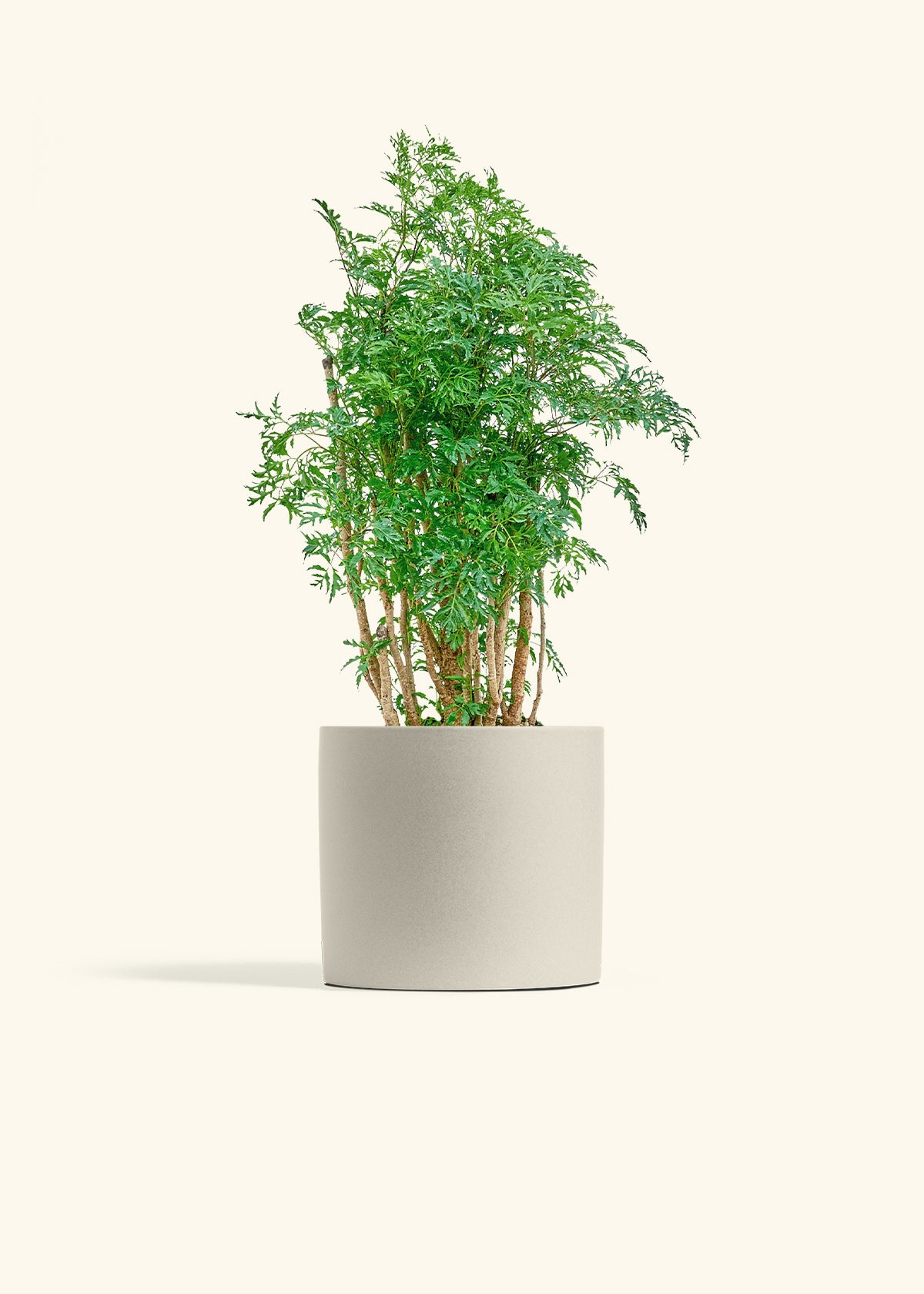 Ming Aralia in a 6 inches Oat Classic Cylinder Planter