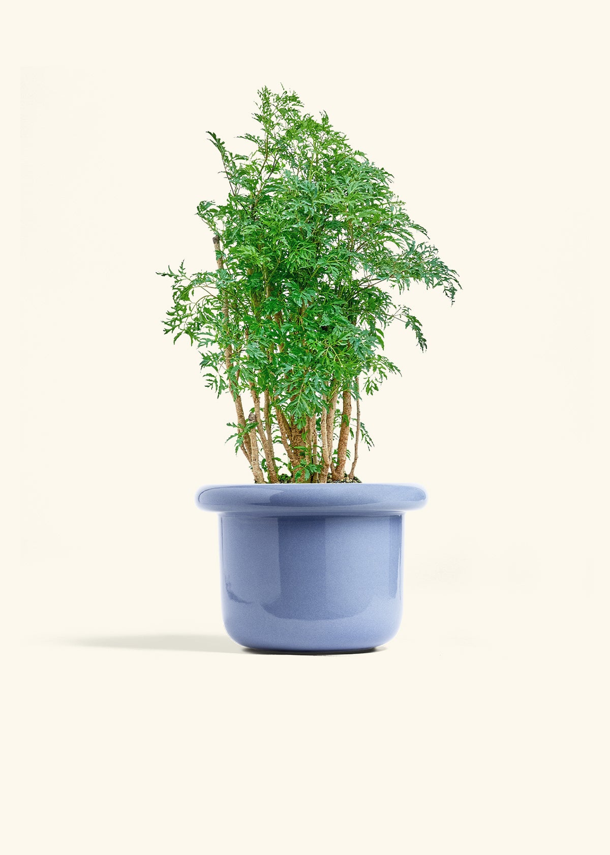 Ming Aralia in a 6 inches Fat Lip Blue Planter