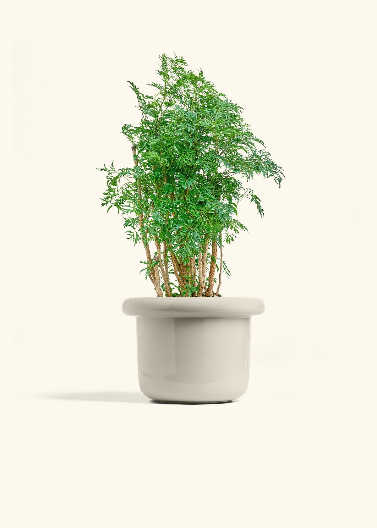Ming Aralia in a 6 inches Fat Lip Oat Planter