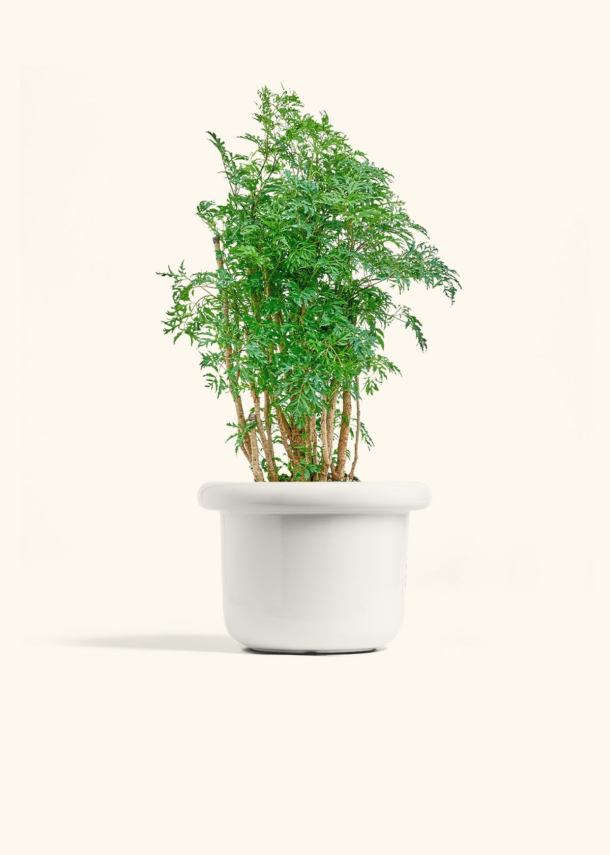 Ming Aralia in a 6 inches Fat Lip White Planter