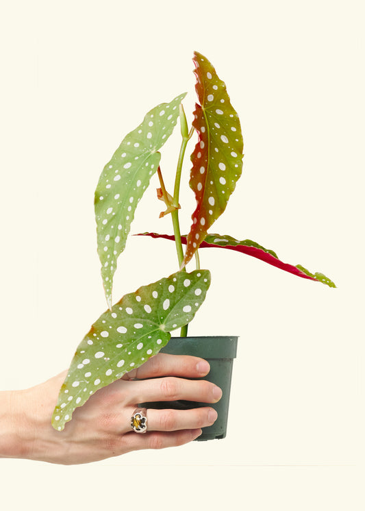 Begonia Maculata in a 4 inches grow pot