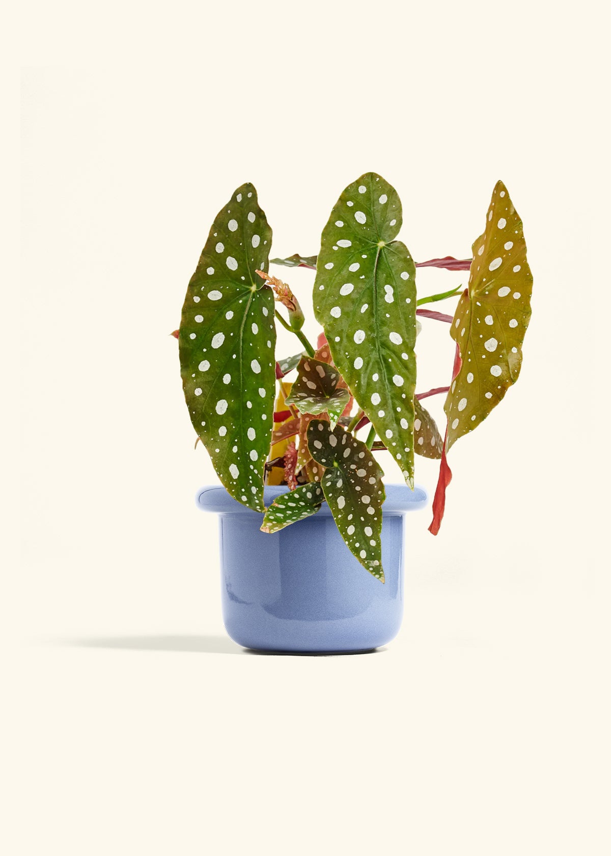 Begoia Maculata in a 6 inches Fat Lip Blue Planter
