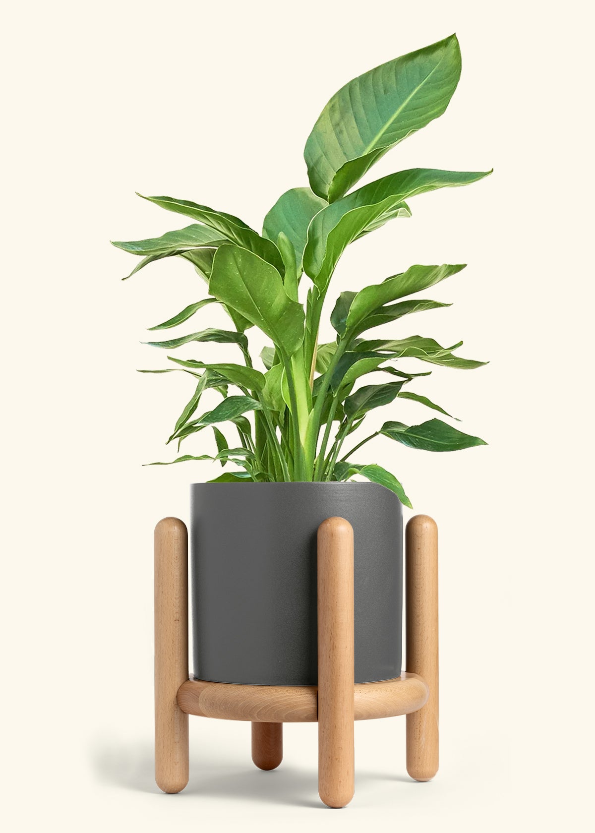 White Bird of Paradise in a 10 inches Charcoal Classic Cylinder Planter in a Beech Wood Stand