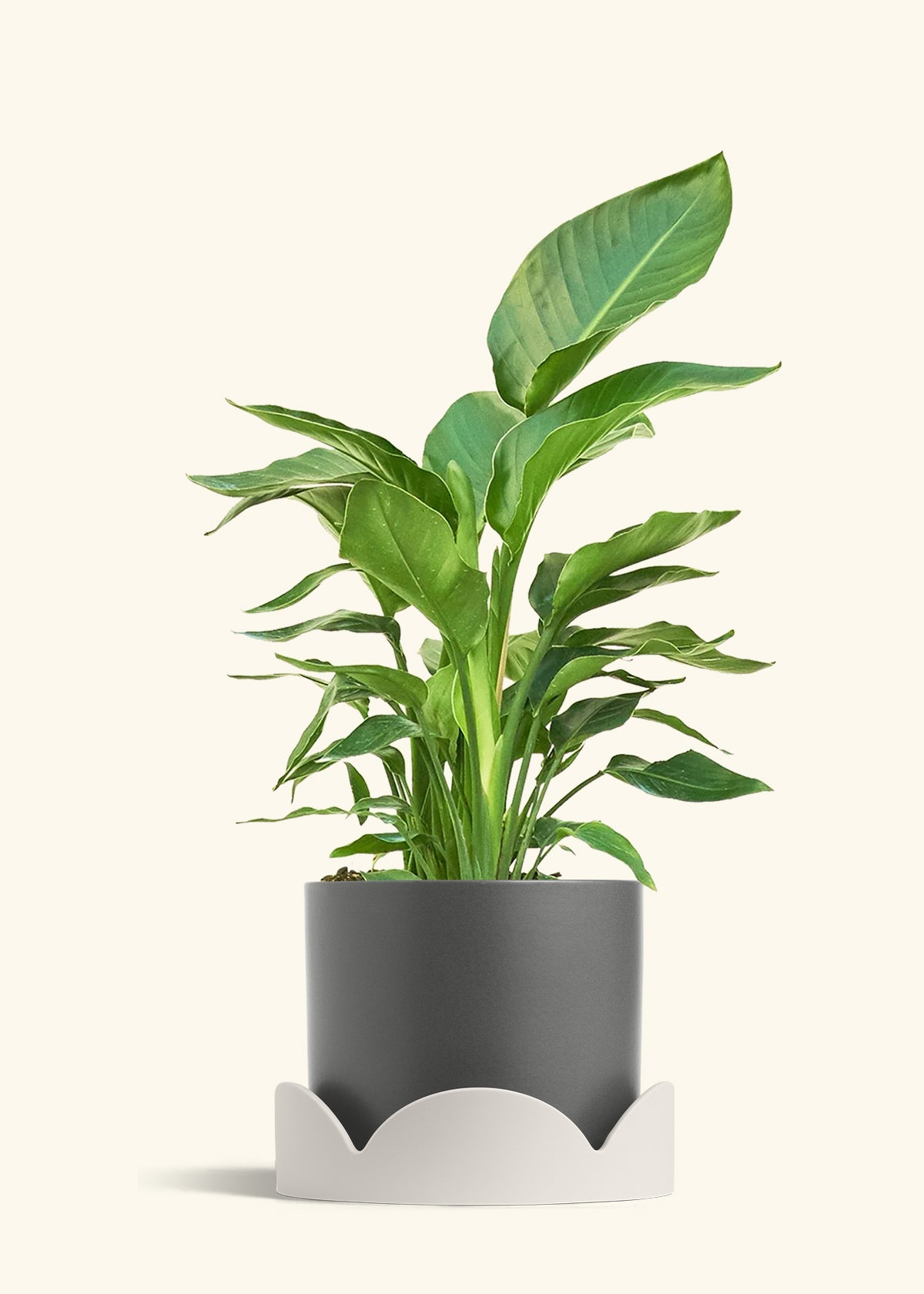 White Bird of Paradise in a 10 inches Charcoal Classic Cylinder Planter in a Shamrock Petal Drip Tray