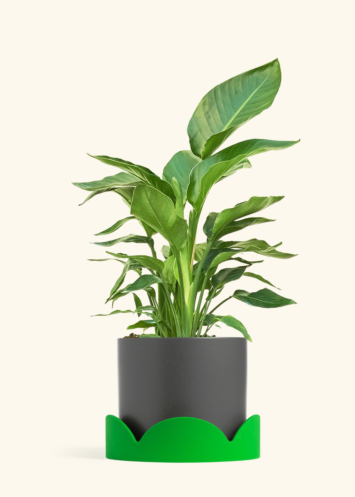 White Bird of Paradise in a 10 inches Charcoal Classic Cylinder Planter in a Oat Petal Drip Tray