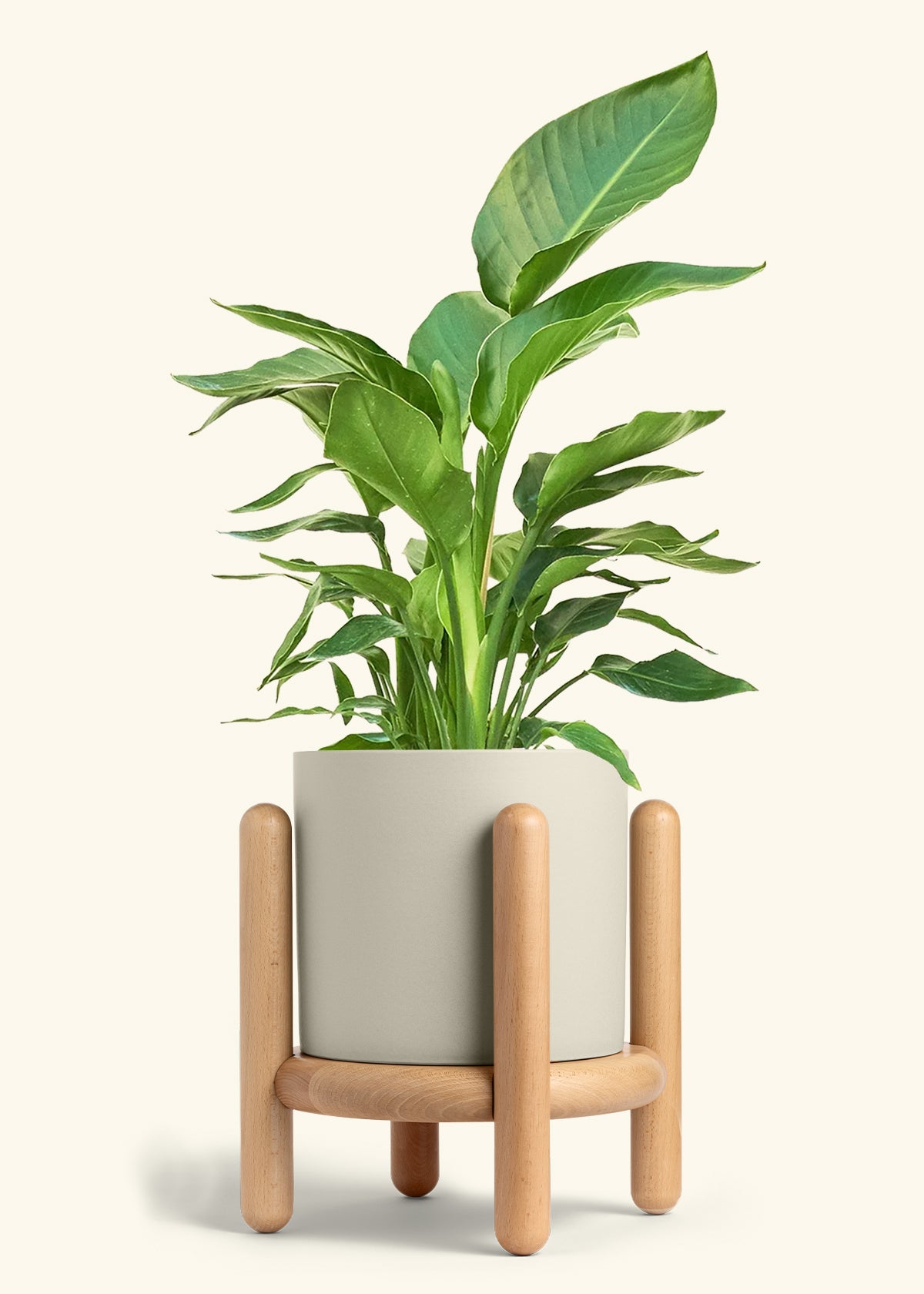 White Bird of Paradise in a 10 inches Oat Classic Cylinder Planter in a Beech Wood Stand