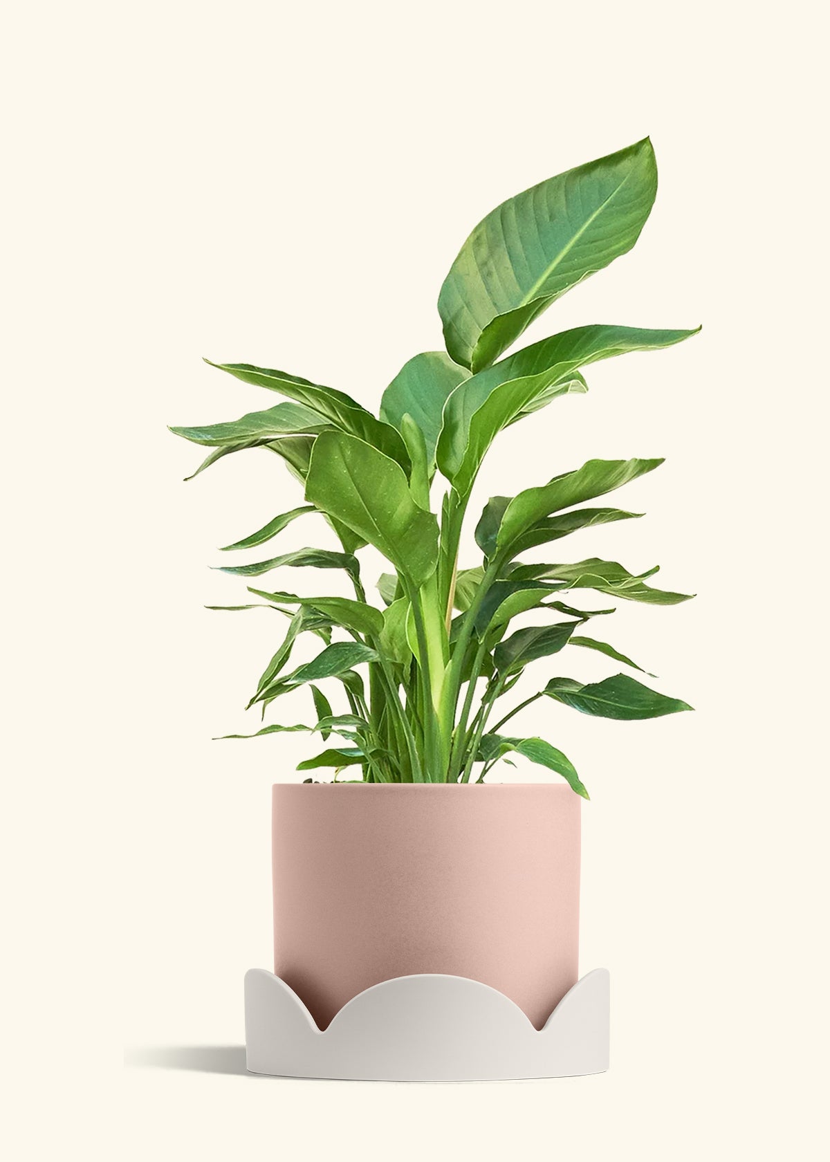 White Bird of Paradise in a 10 inches Pink Classic Cylinder Planter in a Beech Wood Stand