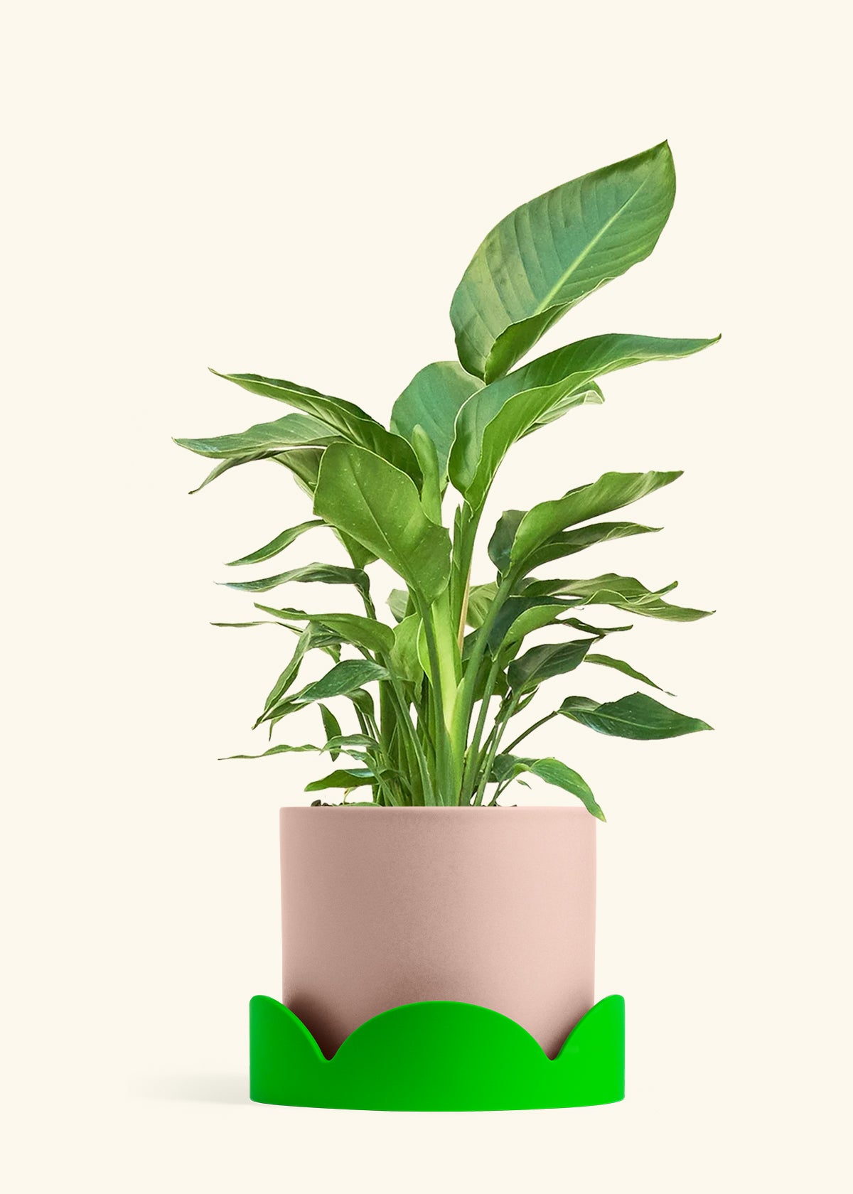 White Bird of Paradise in a 10 inches Pink Classic Cylinder Planter in a Shamrock Petal Drip Tray