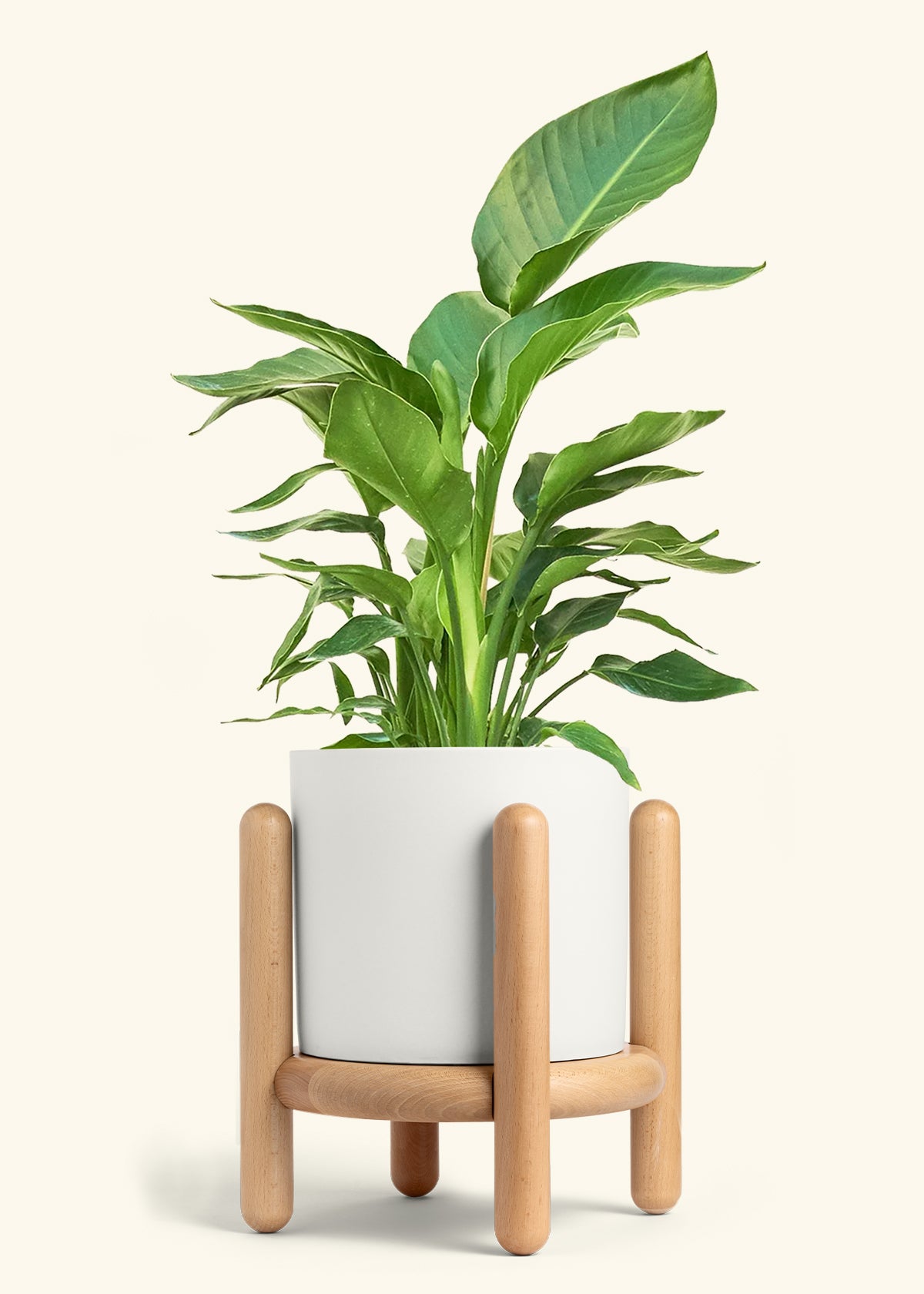 White Bird of Paradise in a 10 inches White Classic Cylinder Planter in a Beech Wood Stand