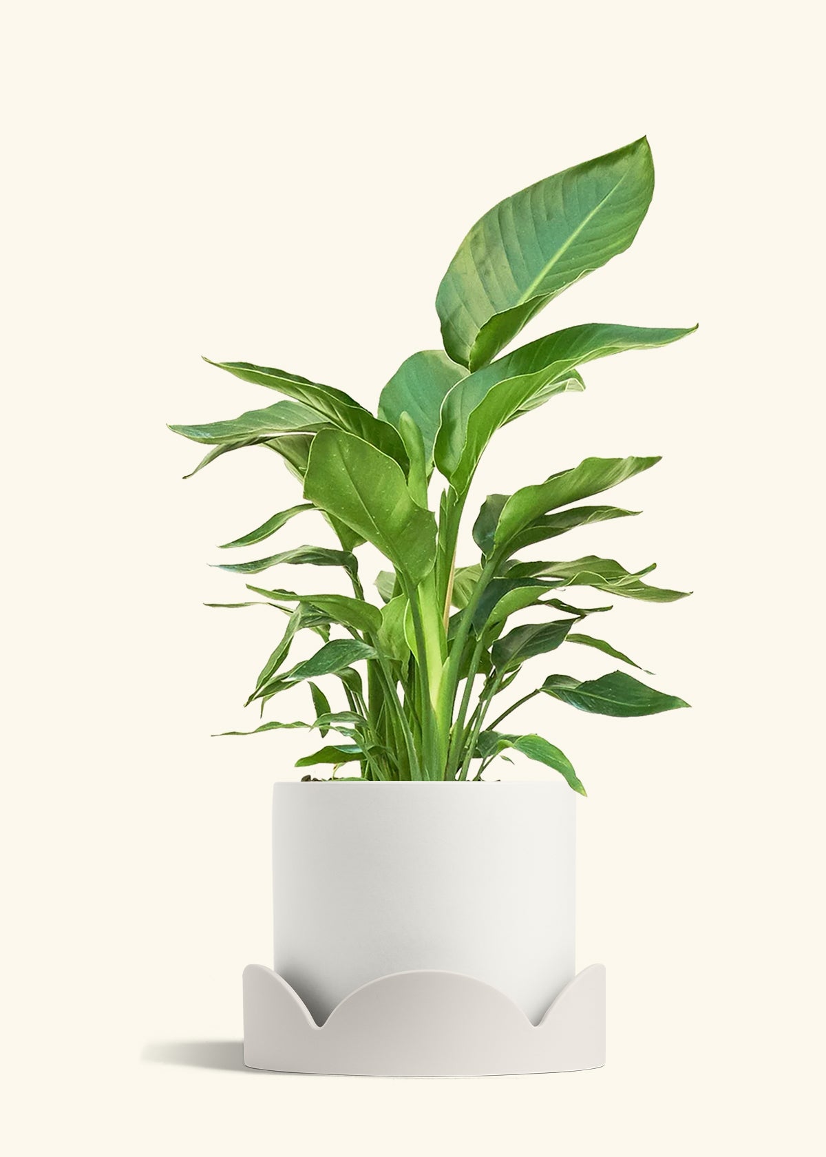 White Bird of Paradise in a 10 inches White Classic Cylinder Planter in a Oat Petal Drip Tray