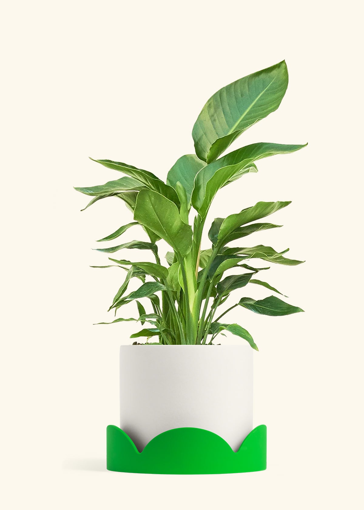 White Bird of Paradise in a 10 inches White Classic Cylinder Planter in a Shamrock Petal Drip Tray