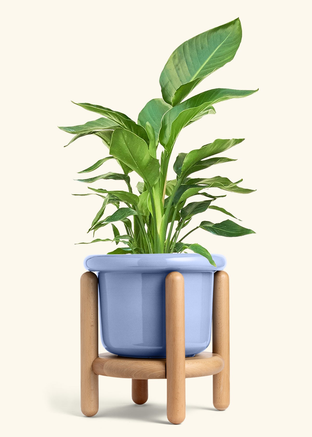 White Bird of Paradise in a 10 inches Fat Lip Blue Planter in a Beech Wood Stand