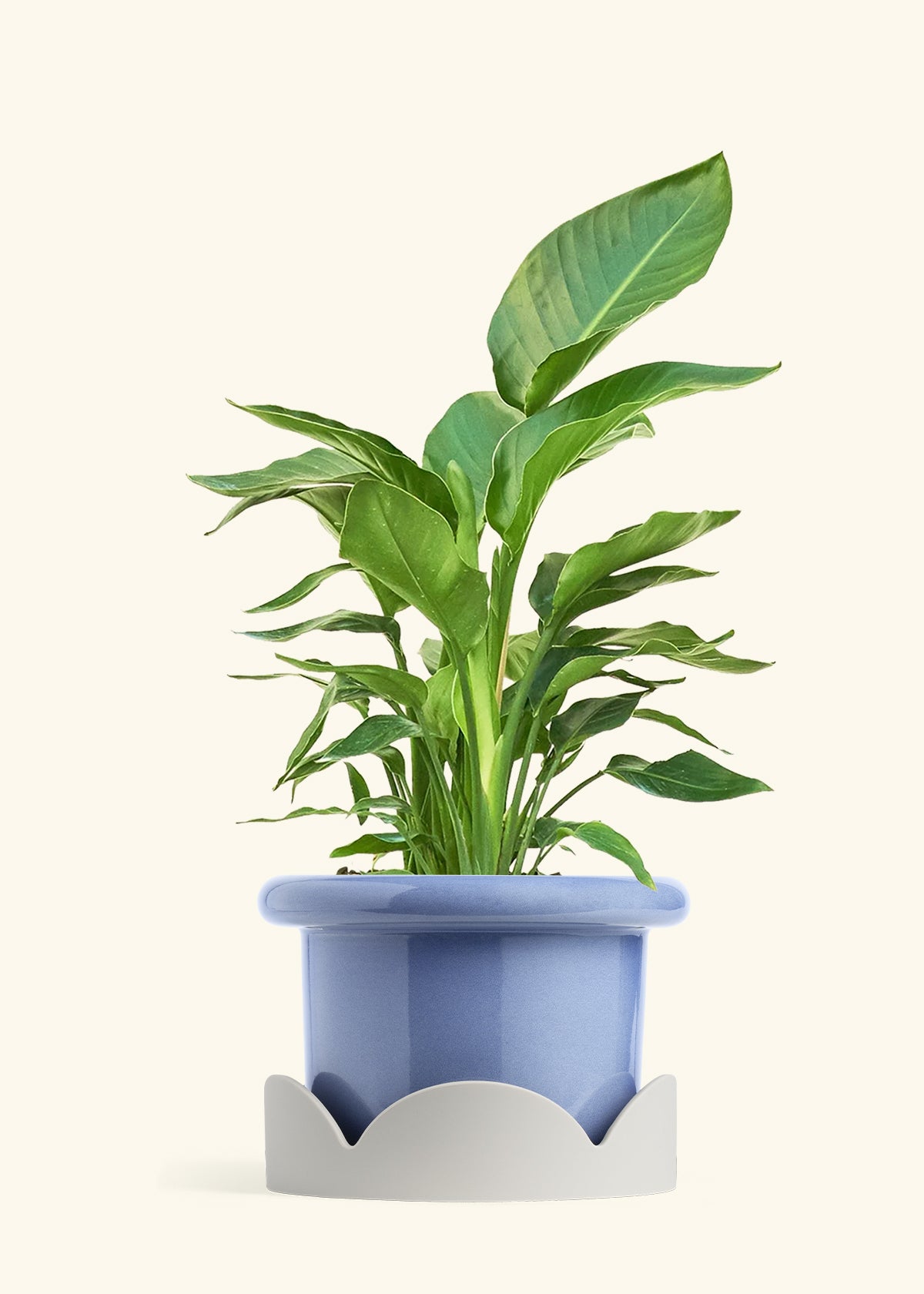 White Bird of Paradise in a 10 inches Fat Lip Blue Planter in a Oat Petal Drip Tray