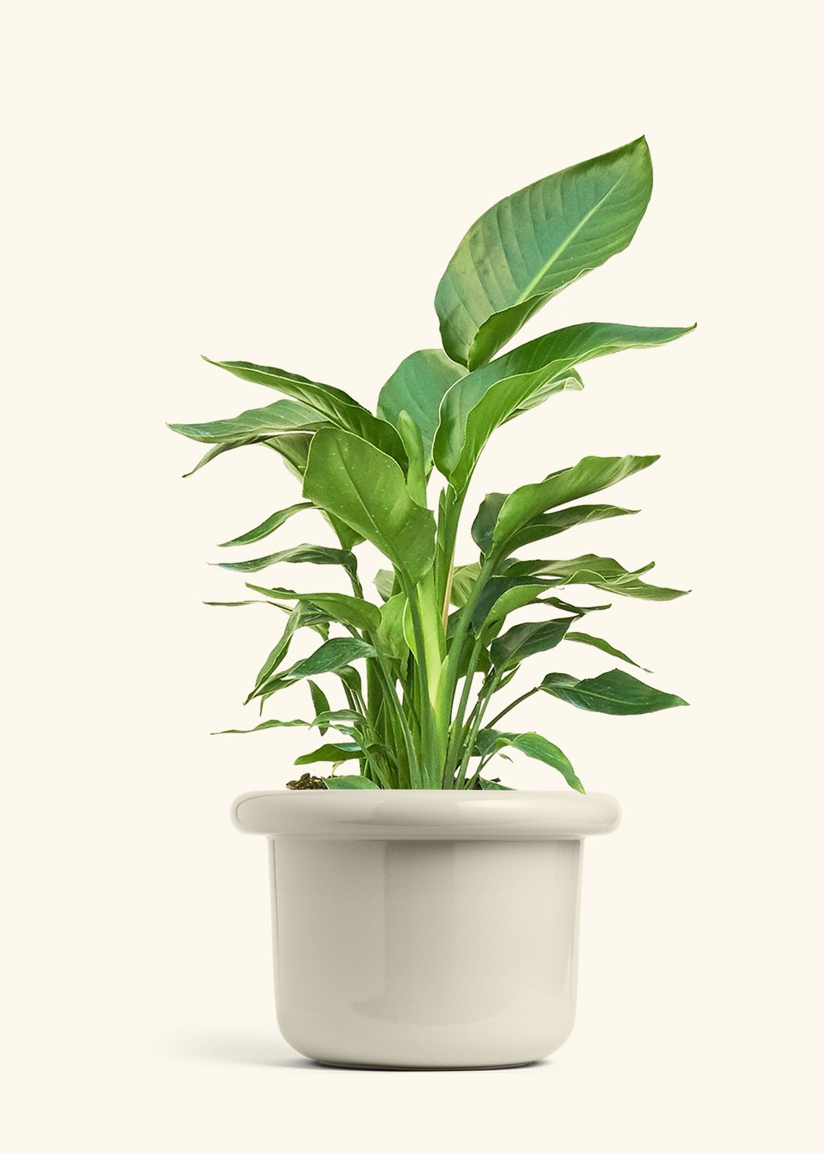 White Bird of Paradise in a 10 inches Fat Lip Oat Planter
