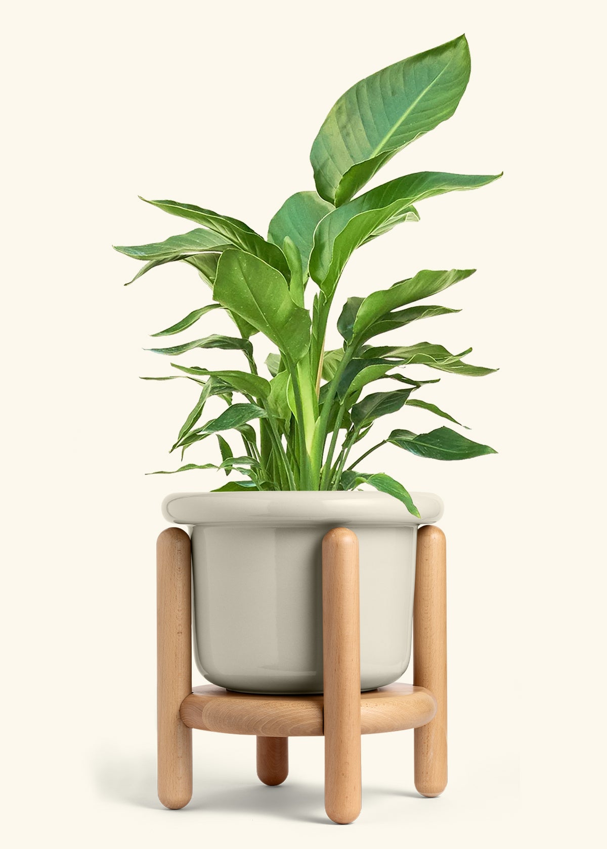 White Bird of Paradise in a 10 inches Fat Lip Oat Planter in a Beech Wood Stand