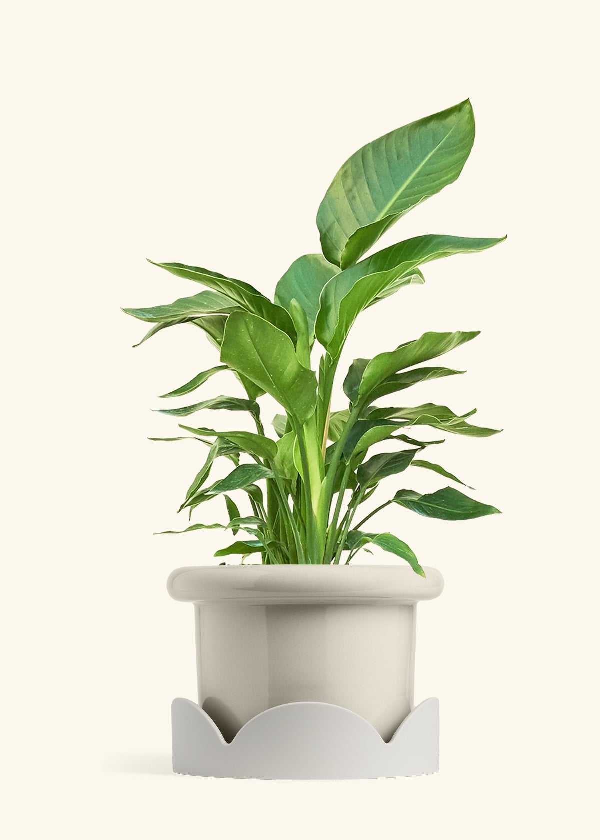 White Bird of Paradise in a 10 inches Fat Lip Oat Planter in a Oat Petal Drip Tray