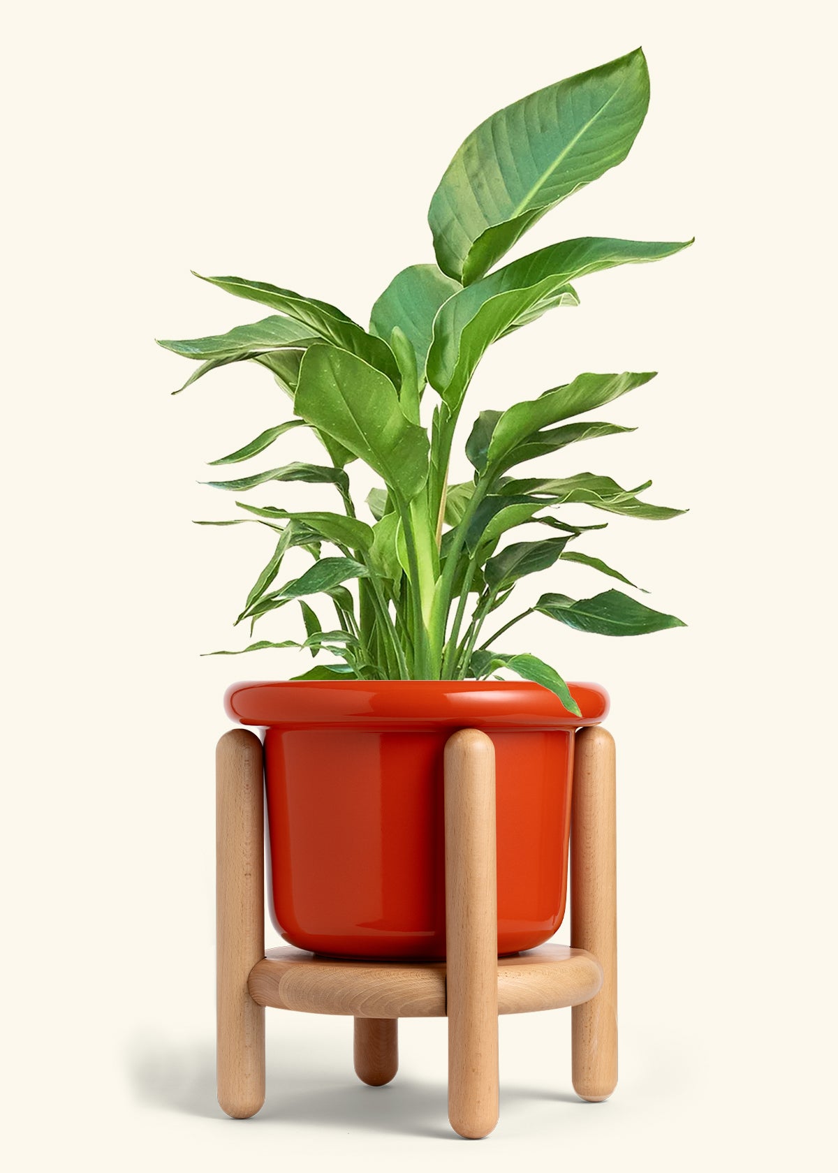 White Bird of Paradise in a 10 inches Fat Lip Red Planter in a Beech Wood Stand