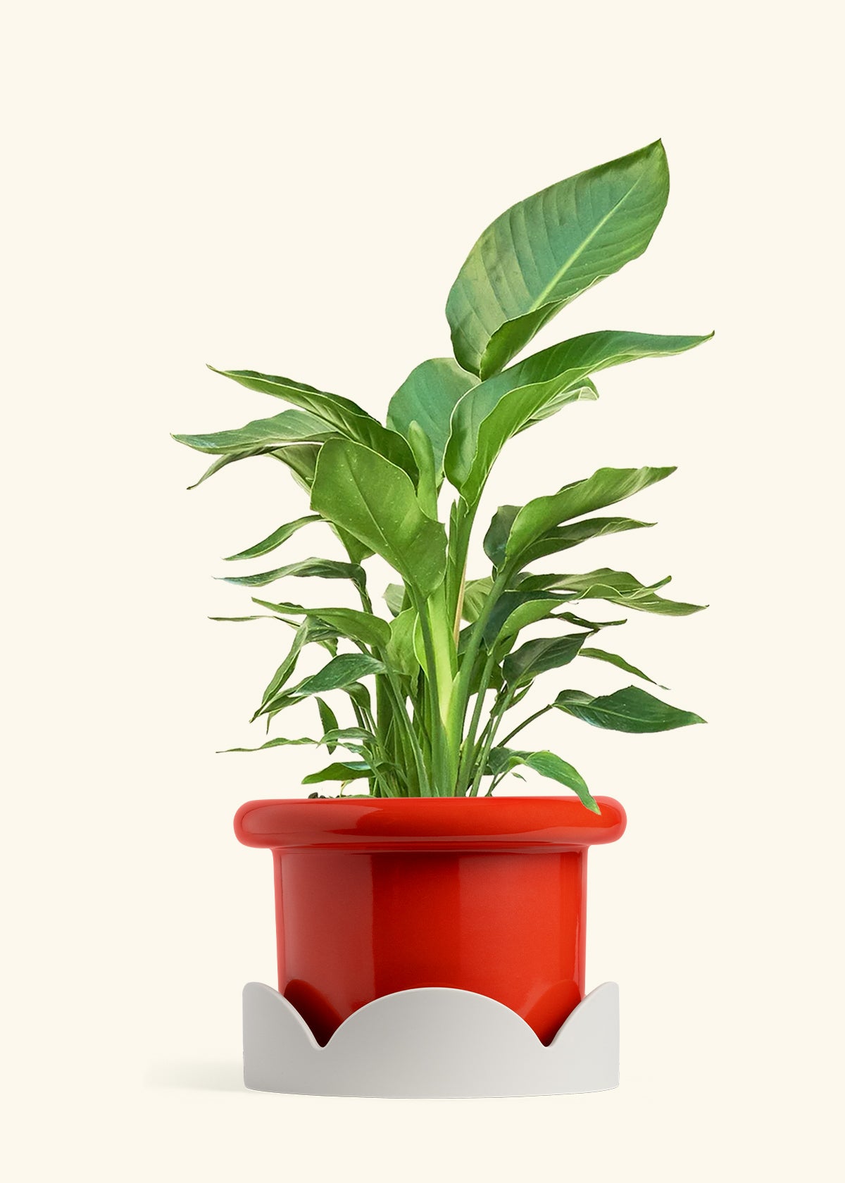 White Bird of Paradise in a 10 inches Fat Lip Red Planter in a Oat Petal Drip Tray