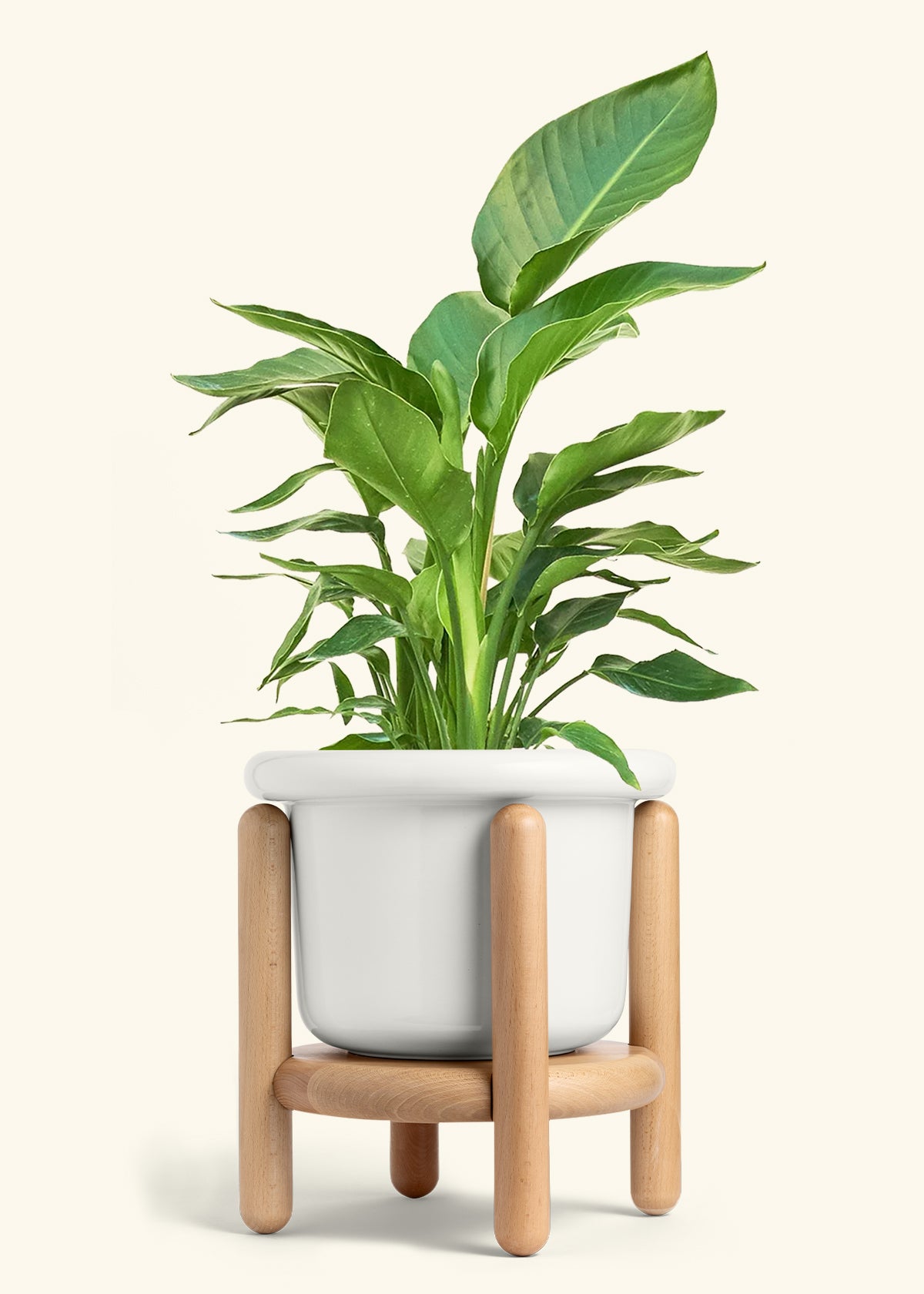 White Bird of Paradise in a 10 inches Fat Lip White Planter in a Beech Wood Stand