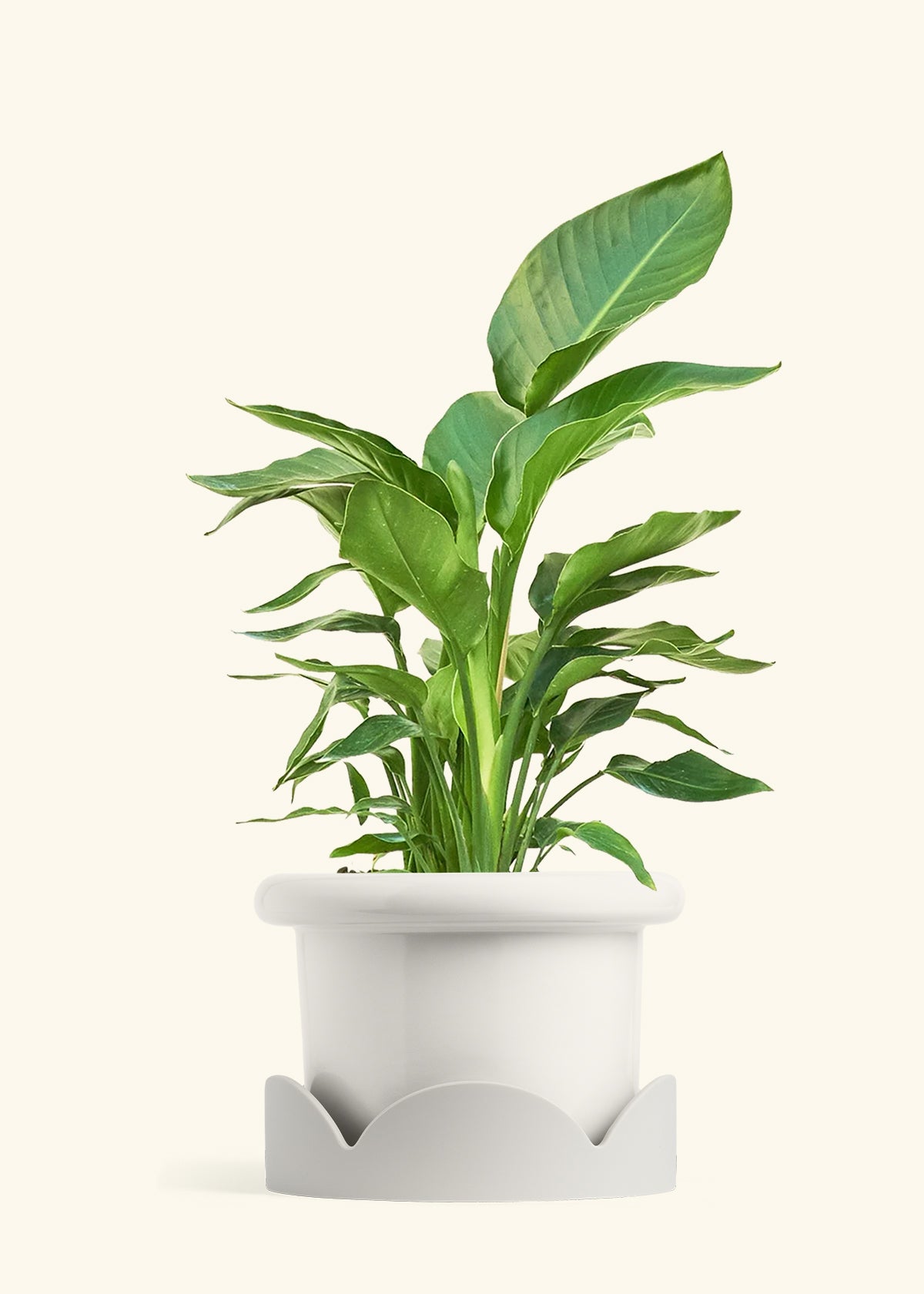 White Bird of Paradise in a 10 inches Fat Lip White Planter in a Oat Petal Drip Tray