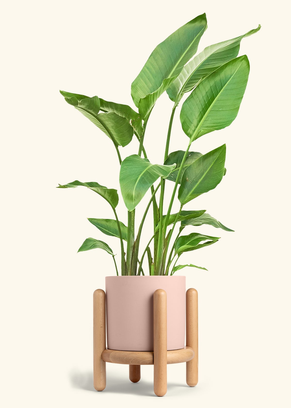 Classic Planter Stand Combo, Rose Pink