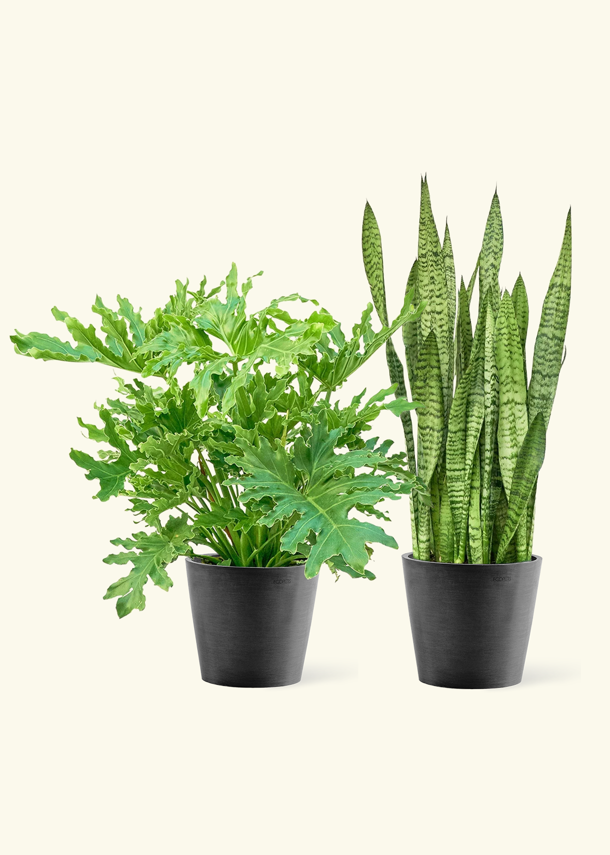 Beginner’s Duo - Large Philodendron 'Lickety Splitz' and Snake Plant 'Zeylanica' in a black pot.