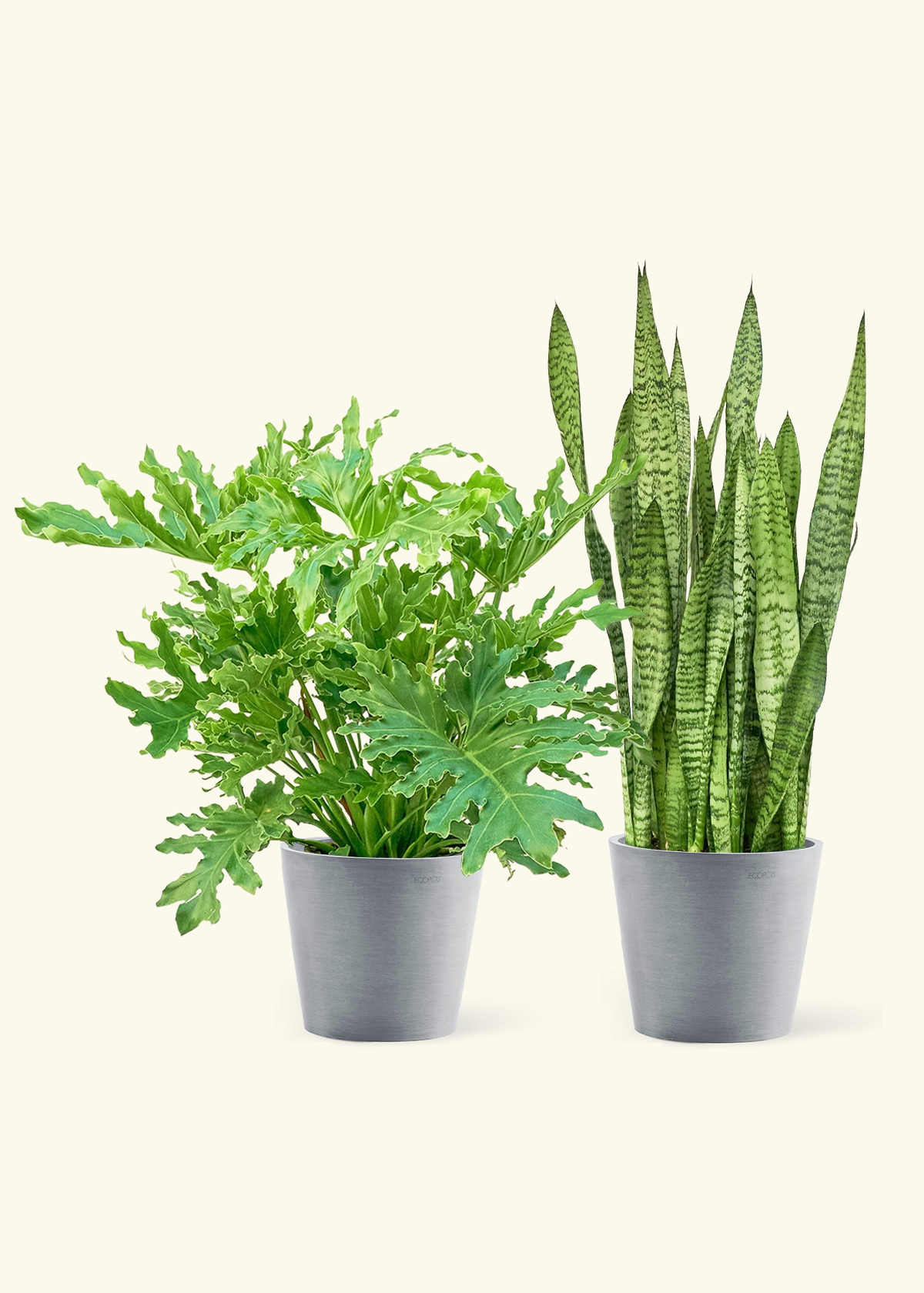 Beginner’s Duo - Large Philodendron 'Lickety Splitz' and Snake Plant 'Zeylanica' in a gray stone pot.