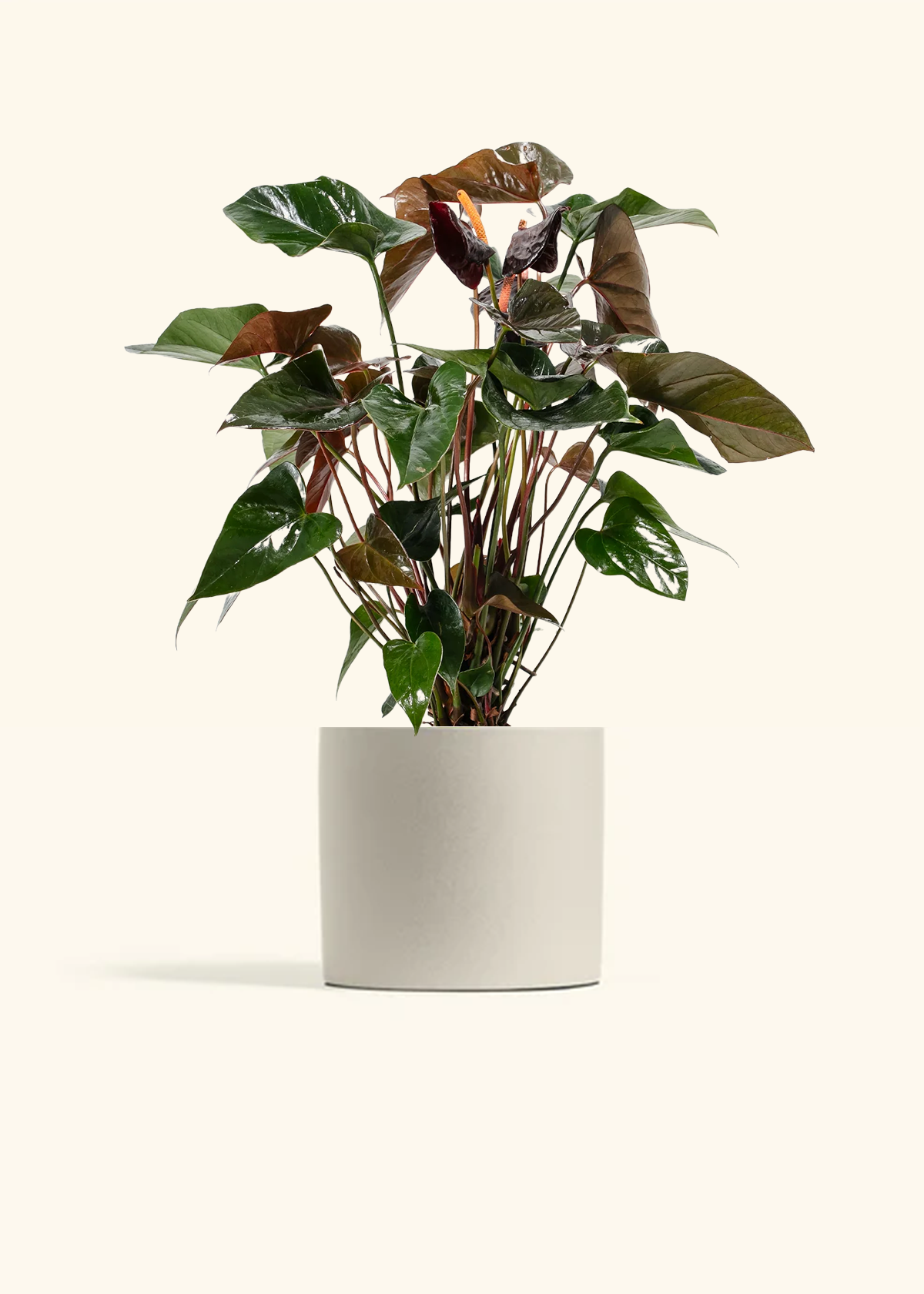 Anthurium 'Black Flamingo', Medium