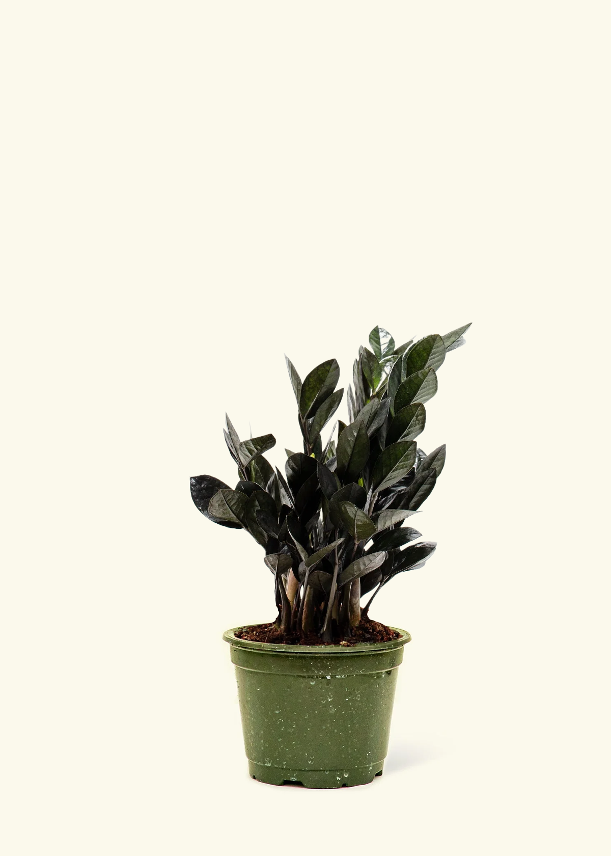 Medium Black ZZ Plant (Zamioculcas zamiifolia 'Black Raven') – Hey
