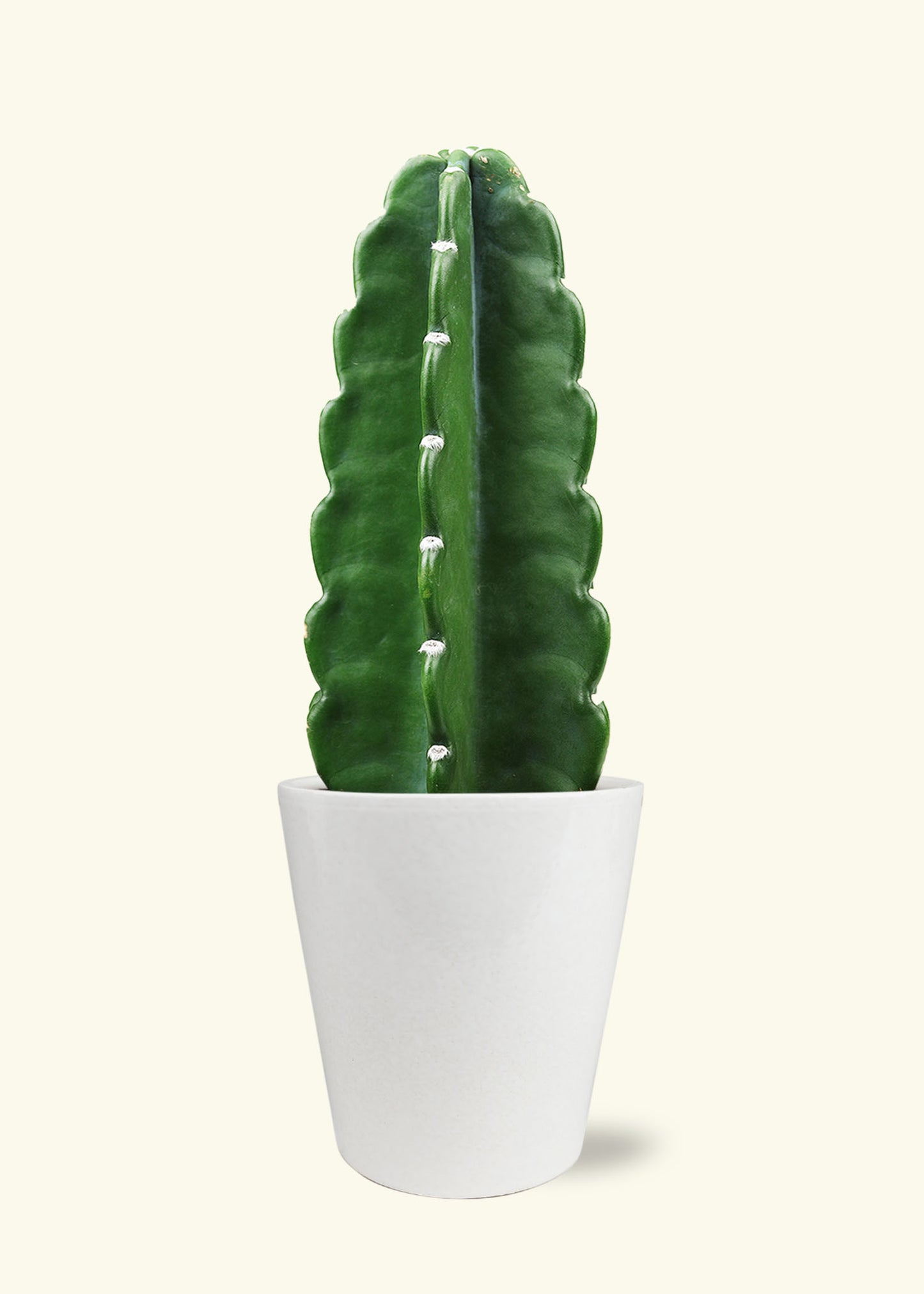 Cuddly Cactus in 5 inch a white quinn ceramic grow pot.