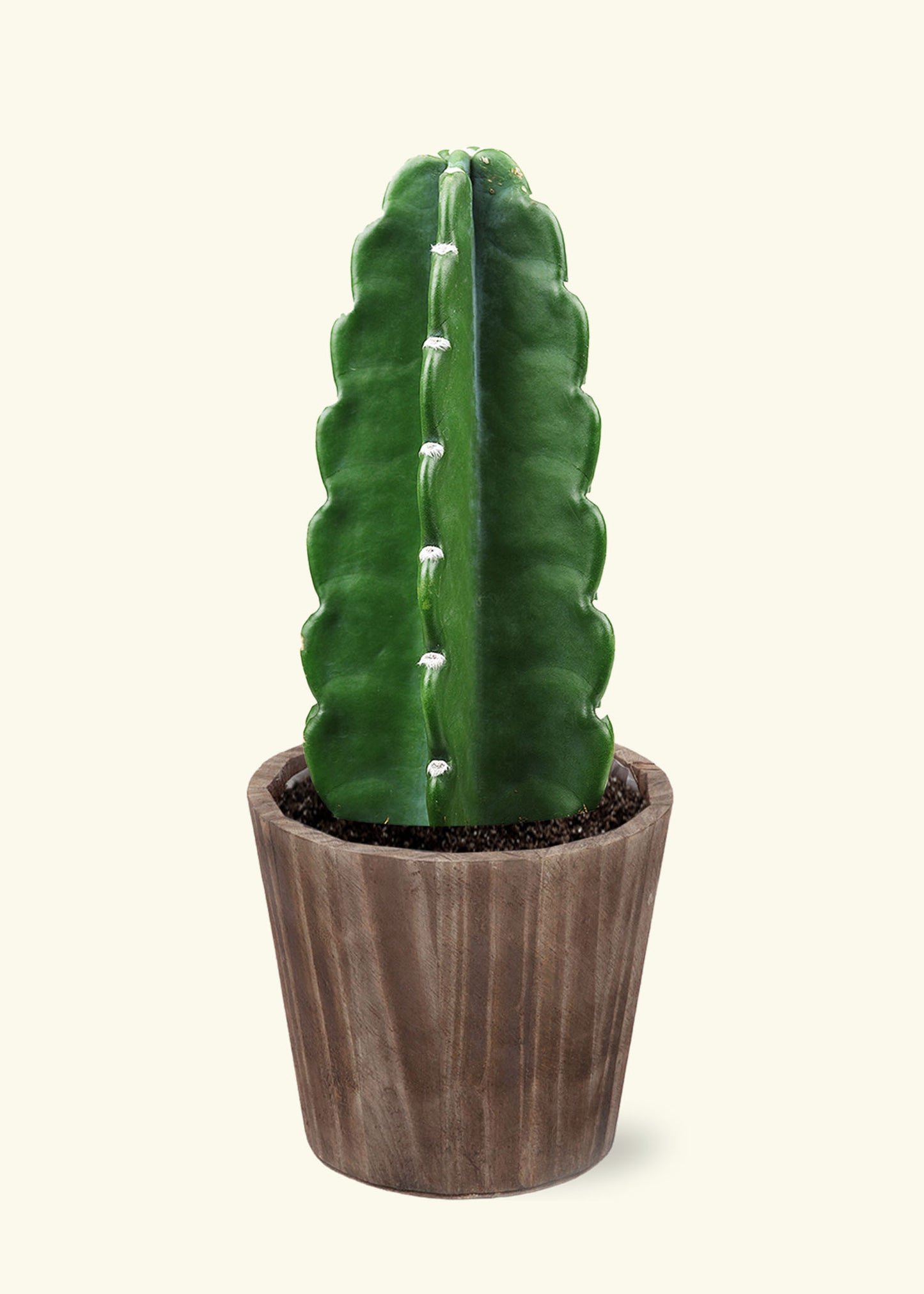 Cuddly Cactus in 5 inch a brown wilson wood grow pot.