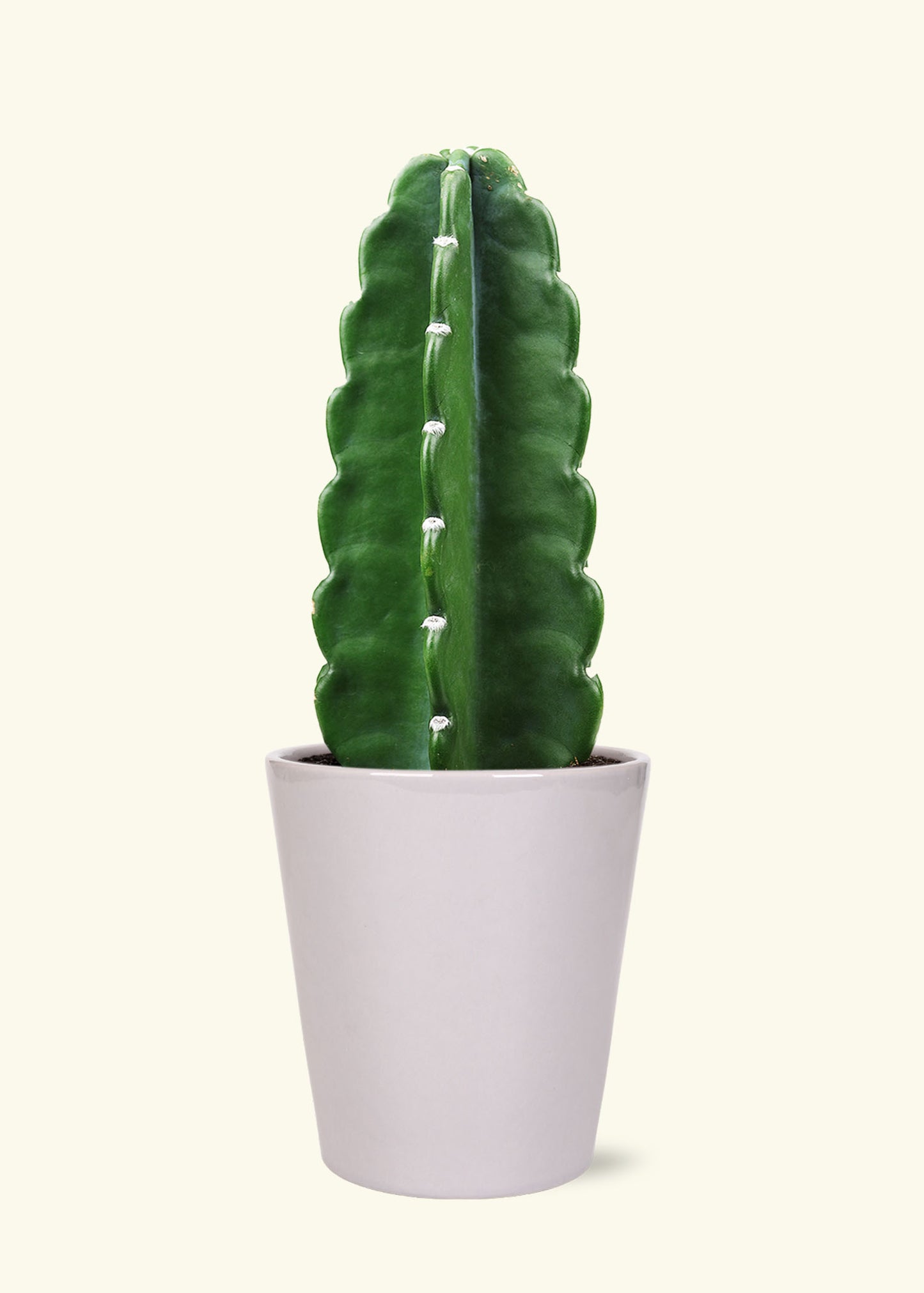 Cuddly Cactus in 5 inch a grey quinn ceramic grow pot.