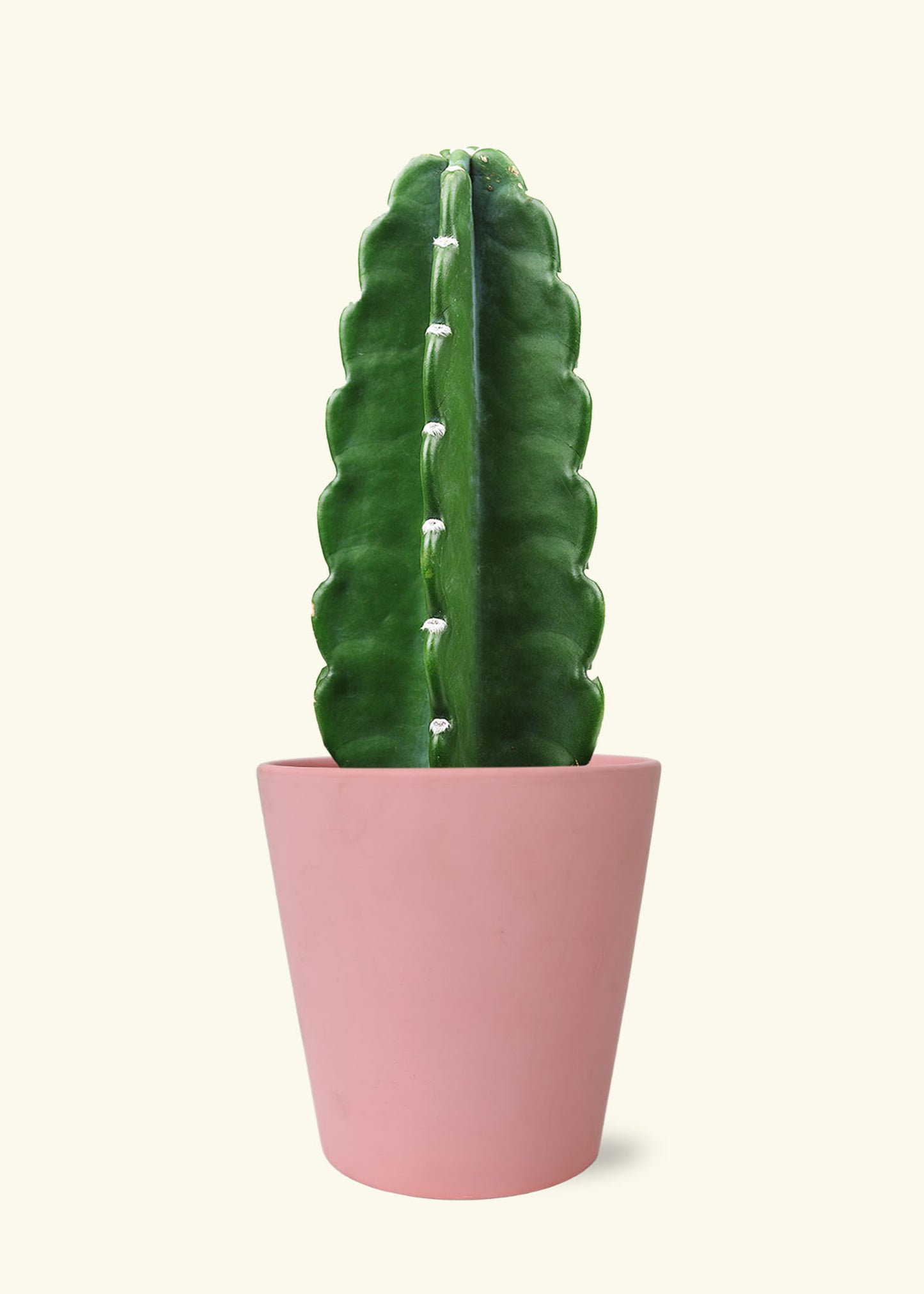 Cuddly Cactus in 5 inch a pink jane matte ceramic grow pot.