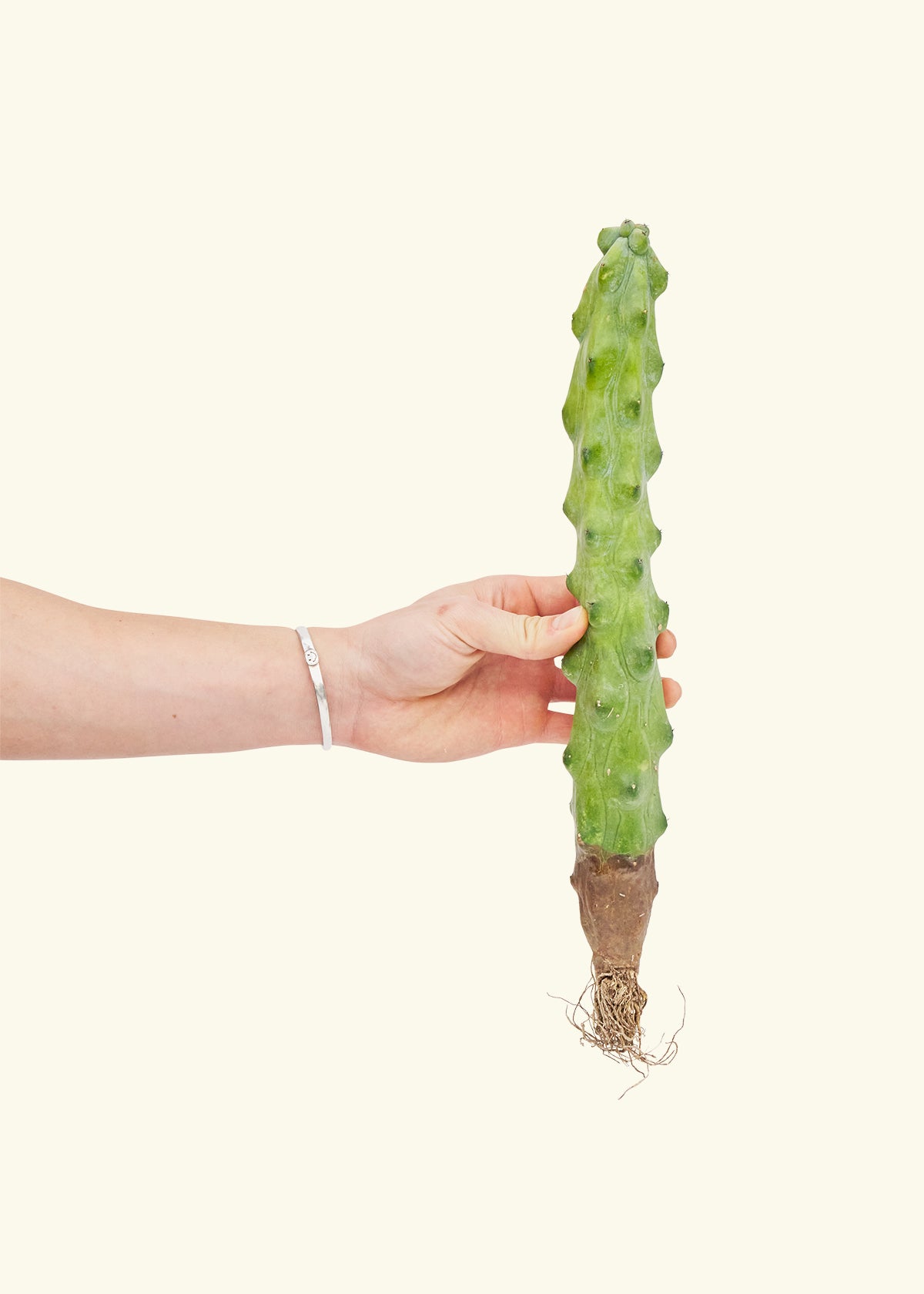 Boobie Cactus
