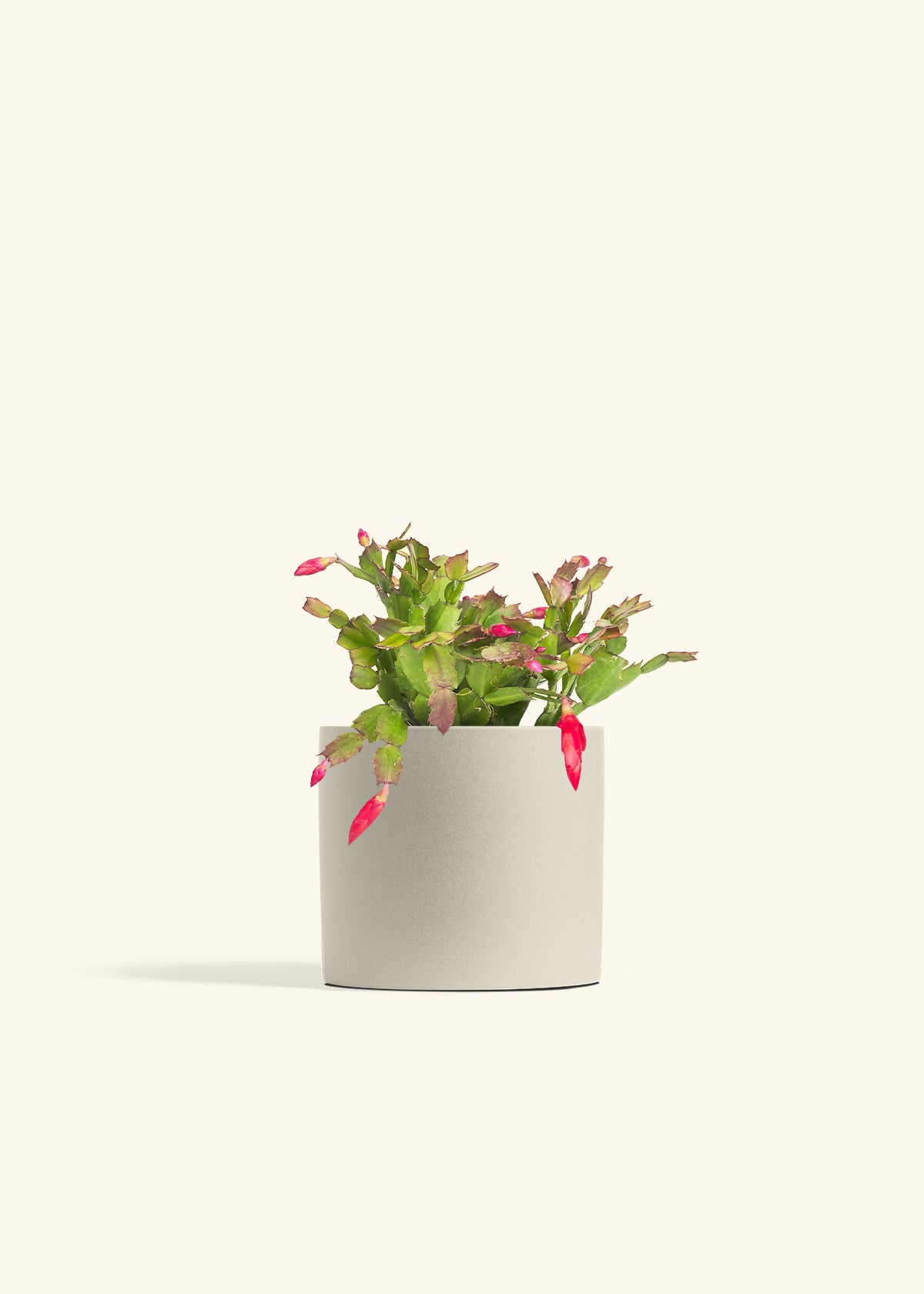 Christmas Cactus in a 6 inches Oat Classic Cylinder Planter
