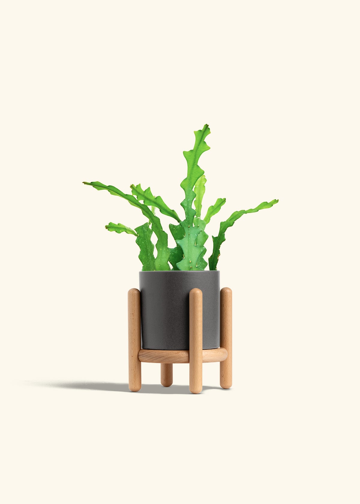 Fishbone Cactus in a 4 inches Charcoal Classic Cylinder Planter in a Beech Wood Stand