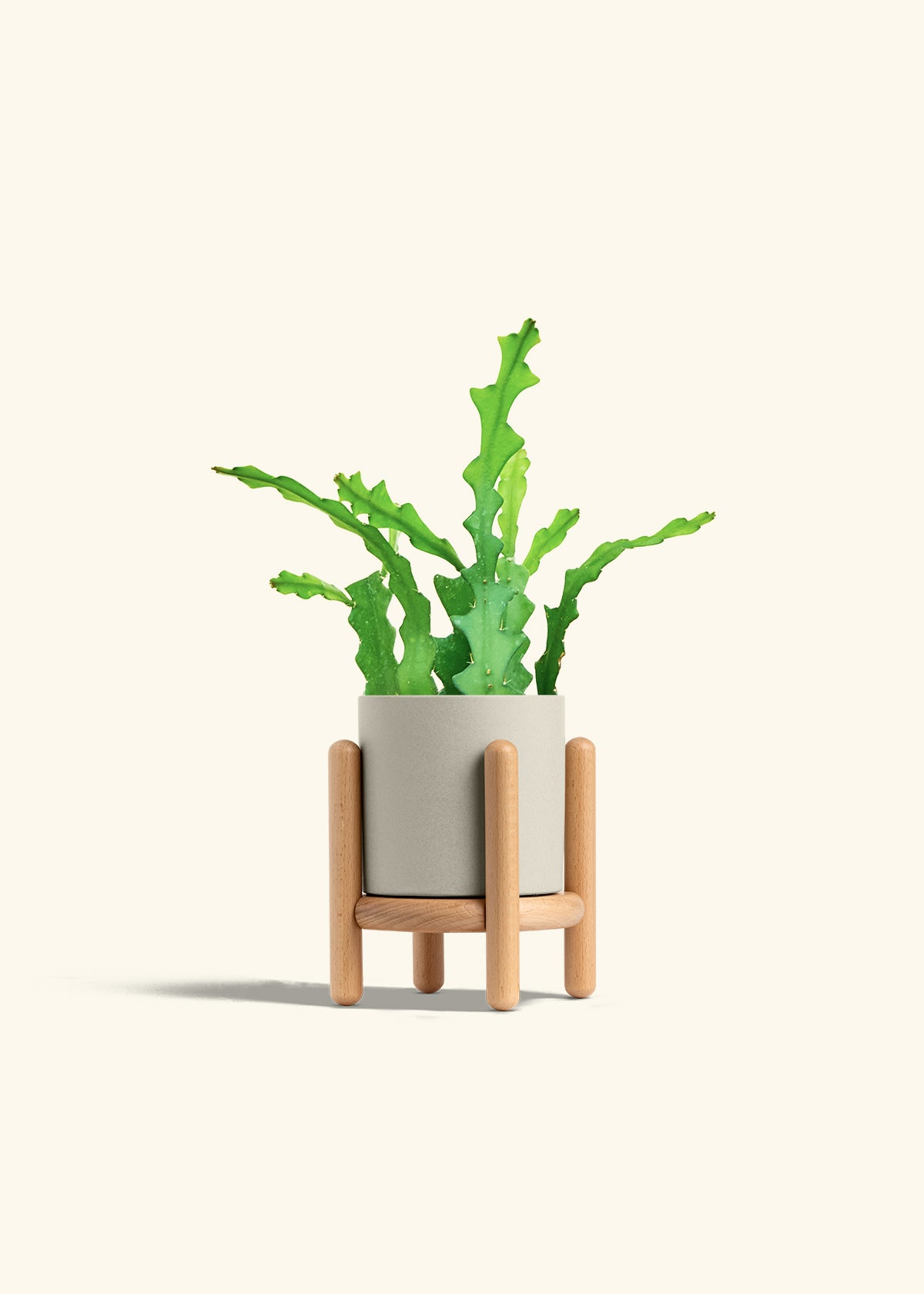 Fishbone Cactus in a 4 inches Oat Classic Cylinder Planter in a Beech Wood Stand