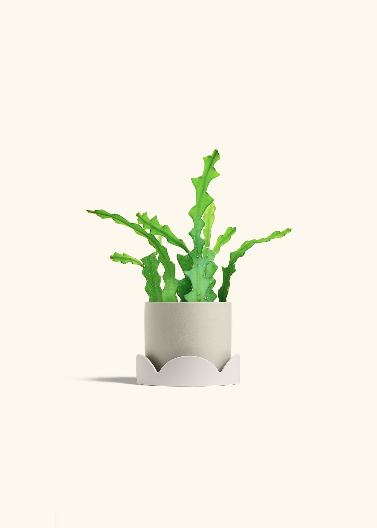 Fishbone Cactus in a 4 inches Oat Classic Cylinder Planter in a Oat Petal Drip Tray