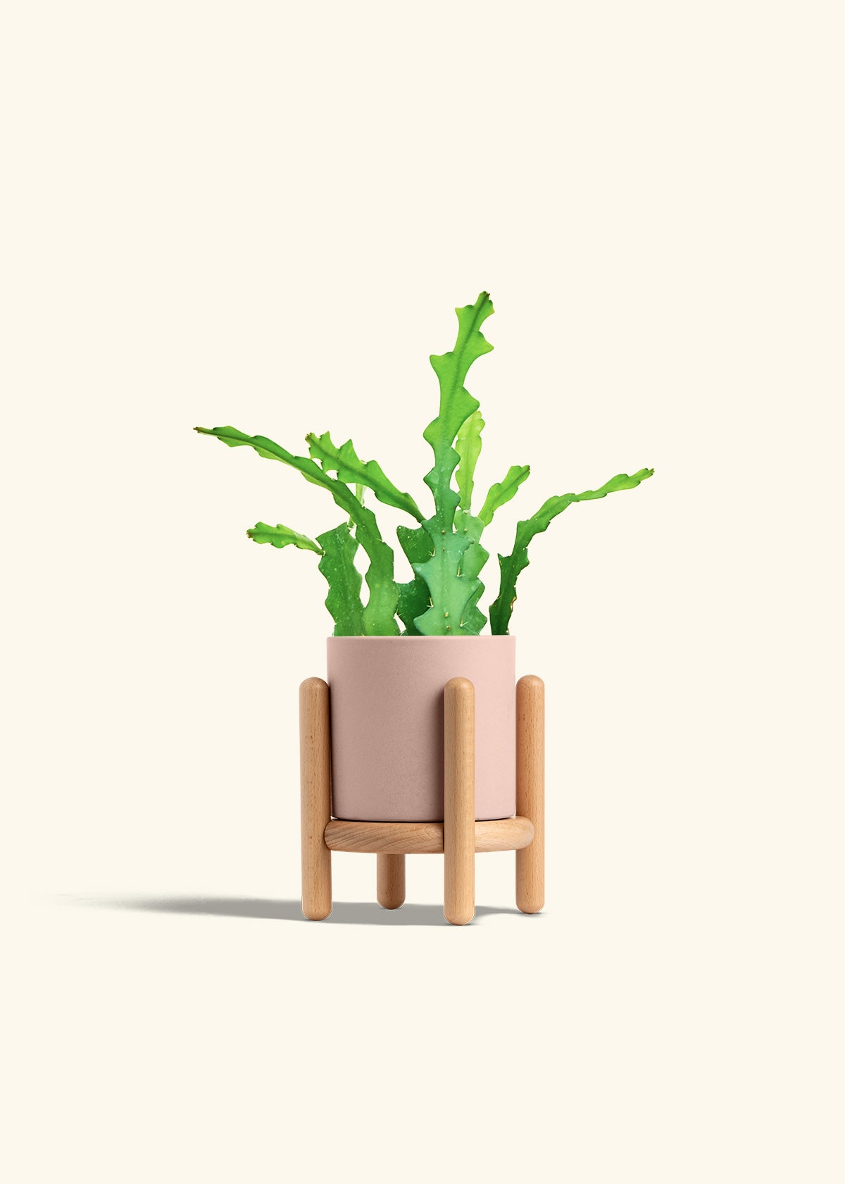 Fishbone Cactus in a 4 inches Pink Classic Cylinder Planter in a Beech Wood Stand