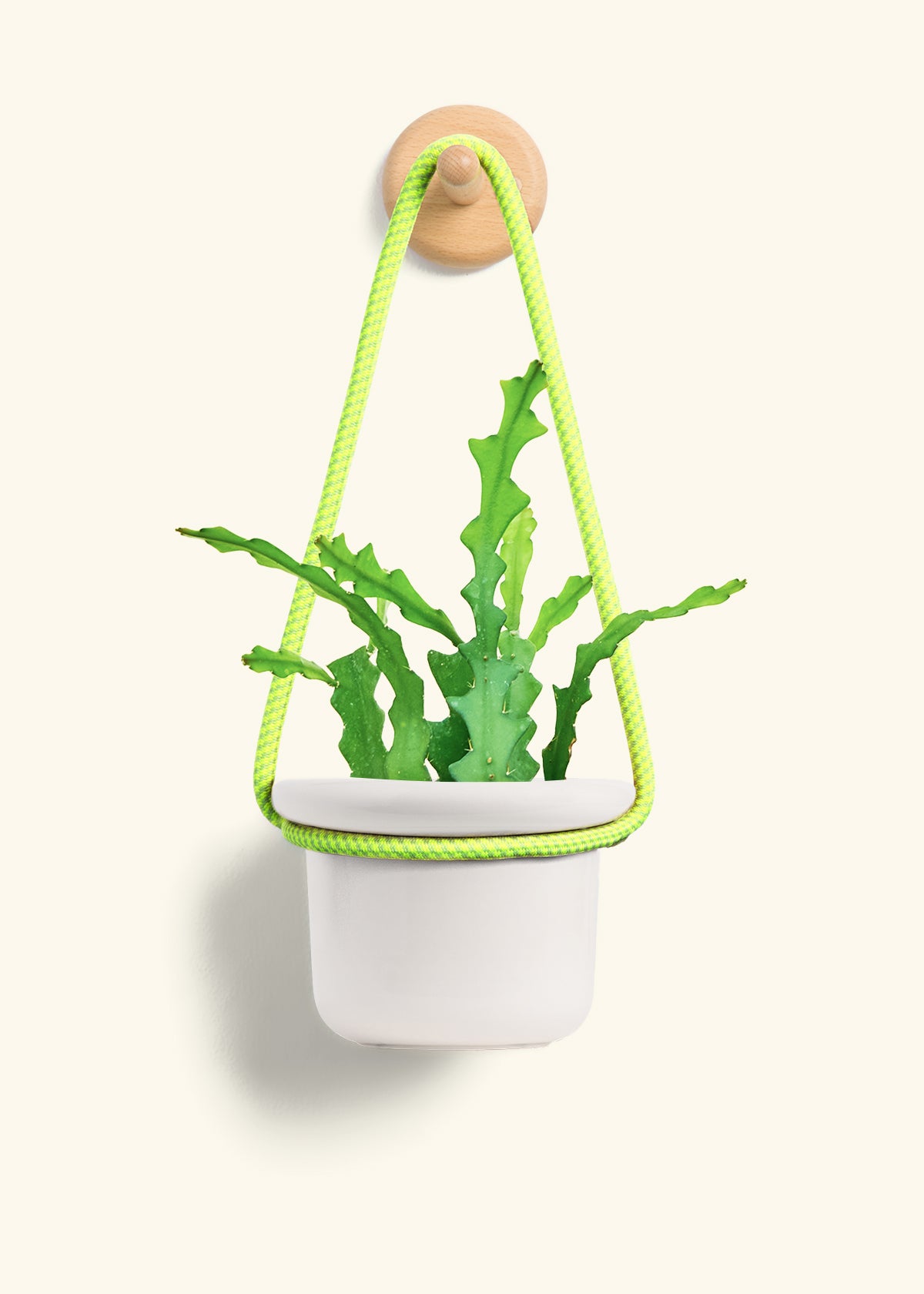 Fishbone Cactus, Small