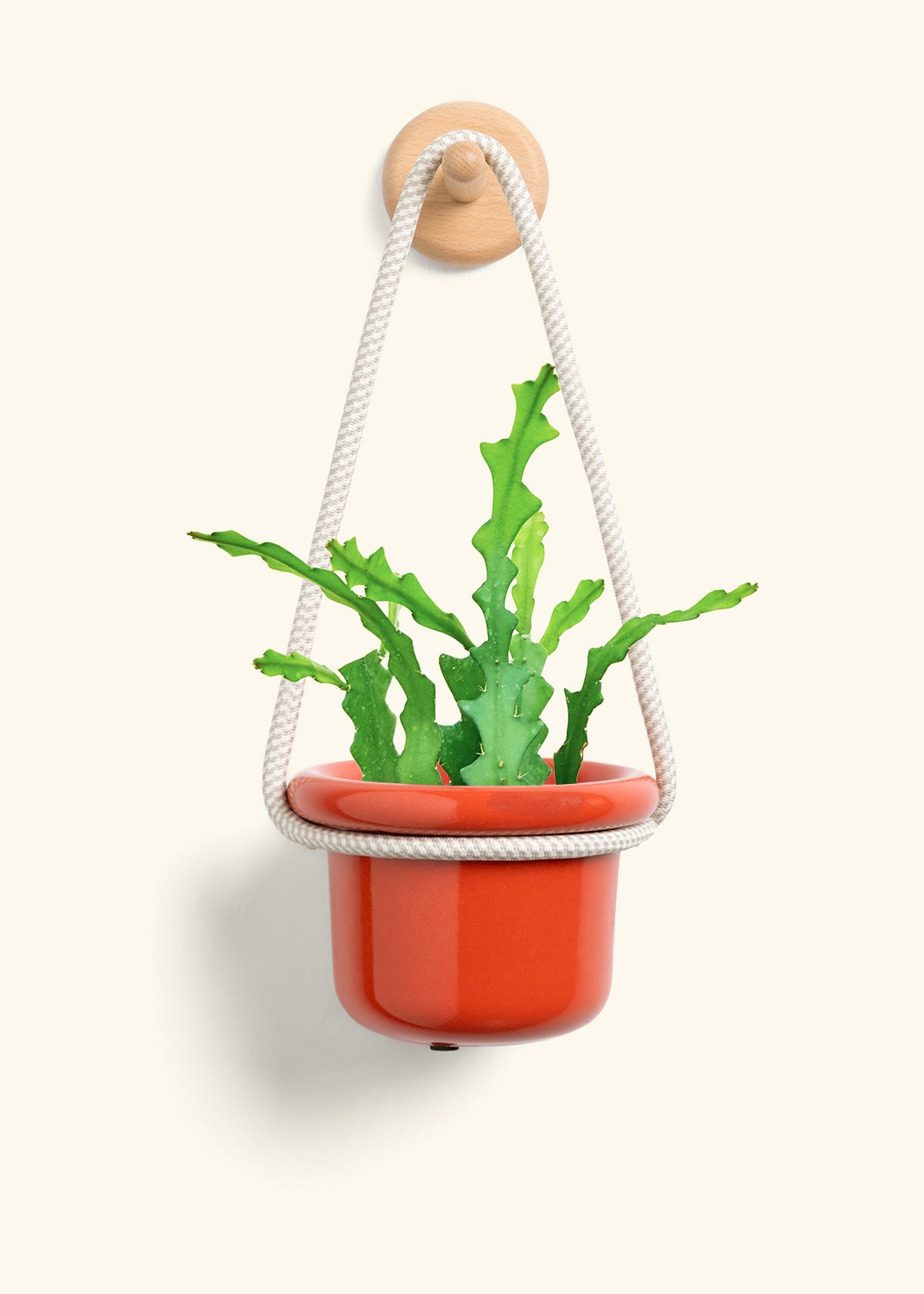 Fishbone Cactus, Small